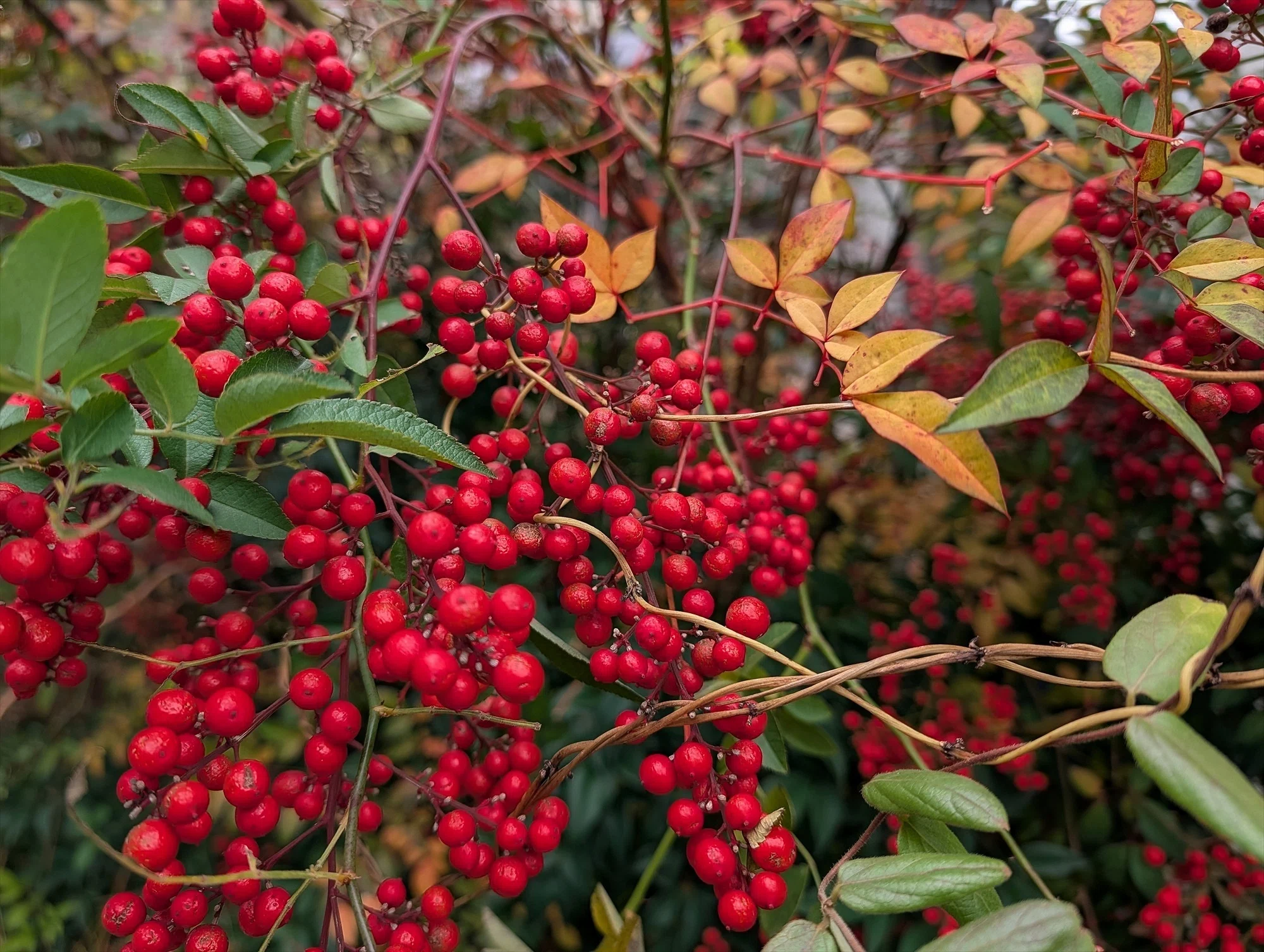 Winter Plants 南天の赤で謹賀新年 ｜annon