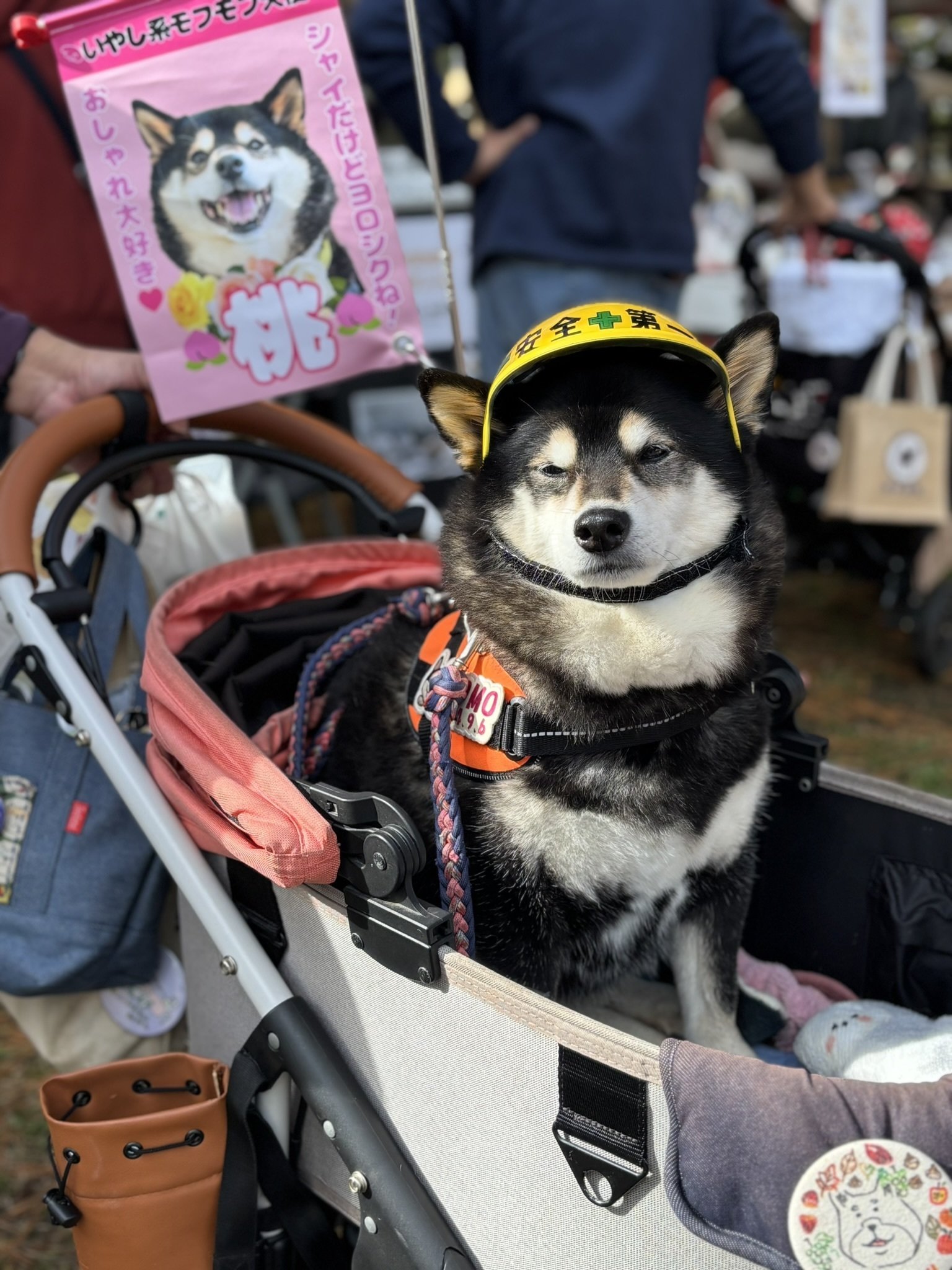 横浜市】SEASIDE DOGRUNイベント参加報告🐕｜J:COM地域取材ノート