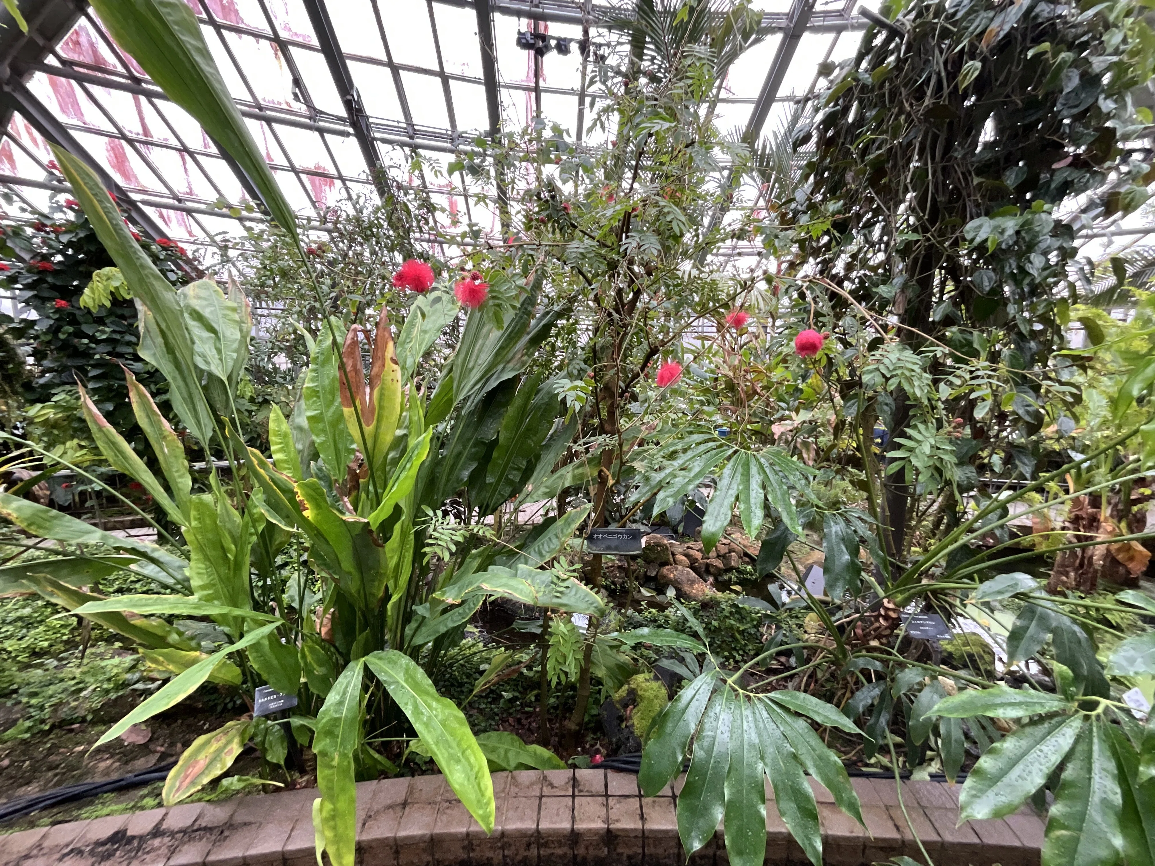 オオベニゴウカン（京都府立植物園）：2025年12月29日（月）｜藤井秀昭