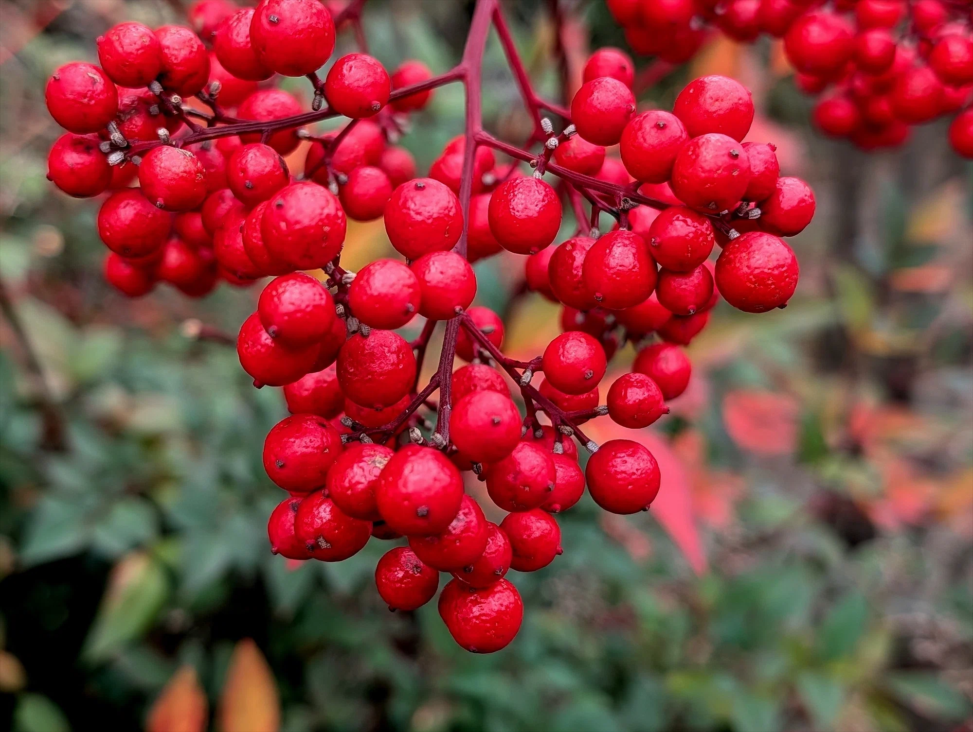 Winter Plants 南天の赤で謹賀新年 ｜annon