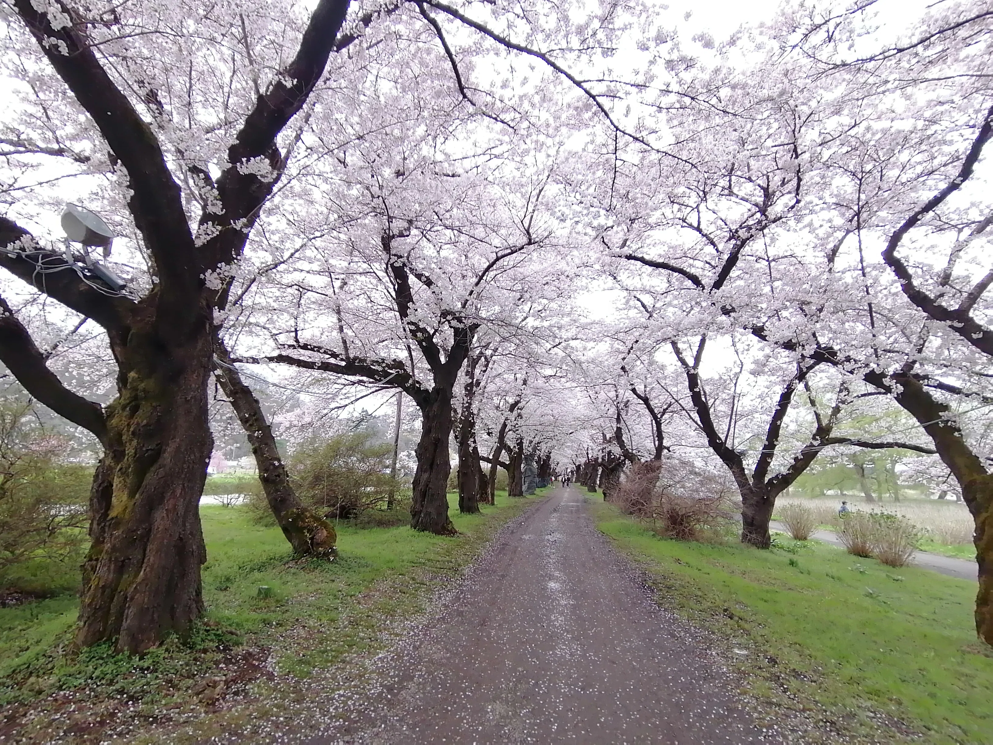 北上展勝地～城山公園(紫波)～石割桜～櫻山神社～盛岡城跡公園（岩手