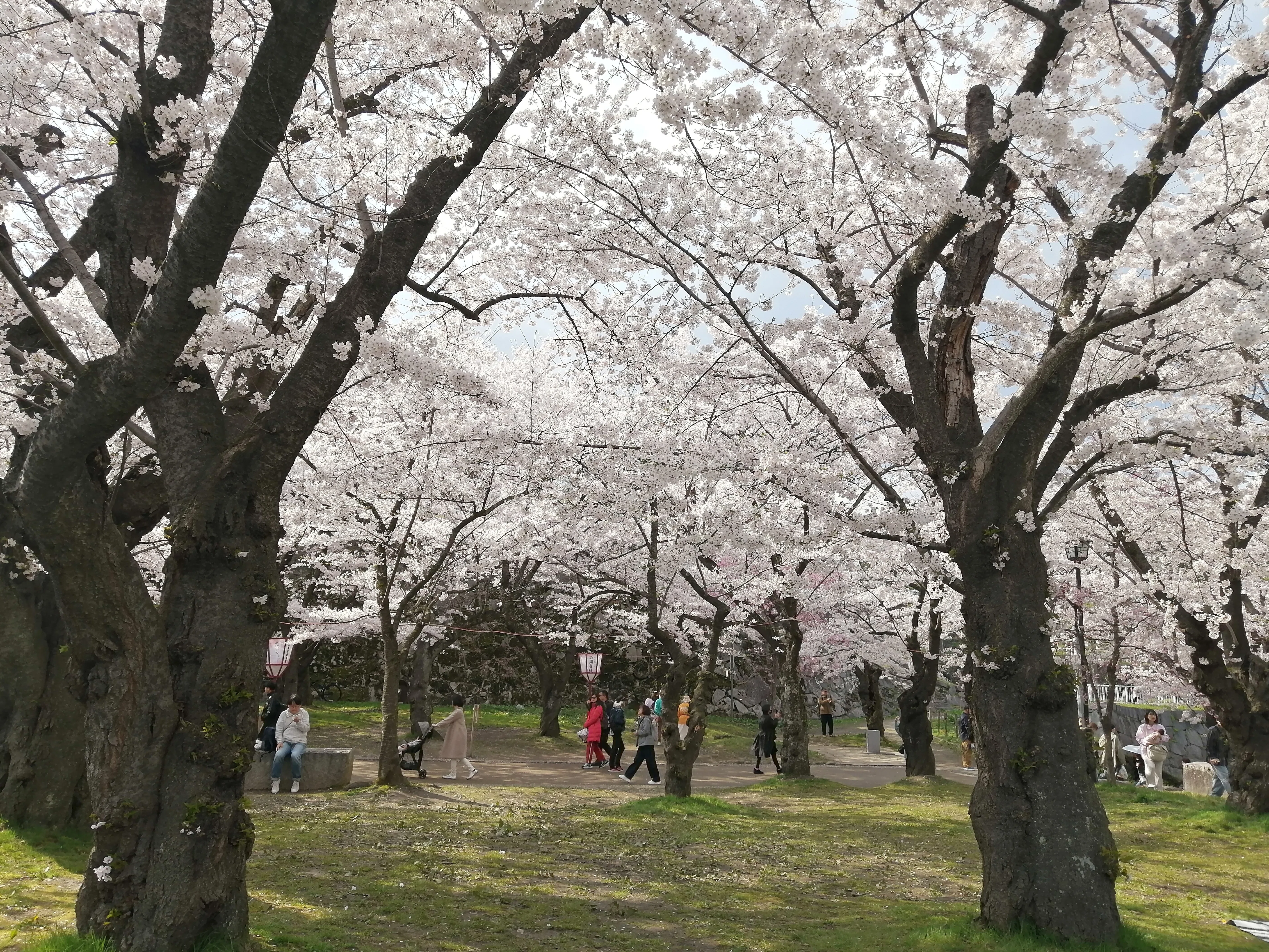 北上展勝地～城山公園(紫波)～石割桜～櫻山神社～盛岡城跡公園（岩手