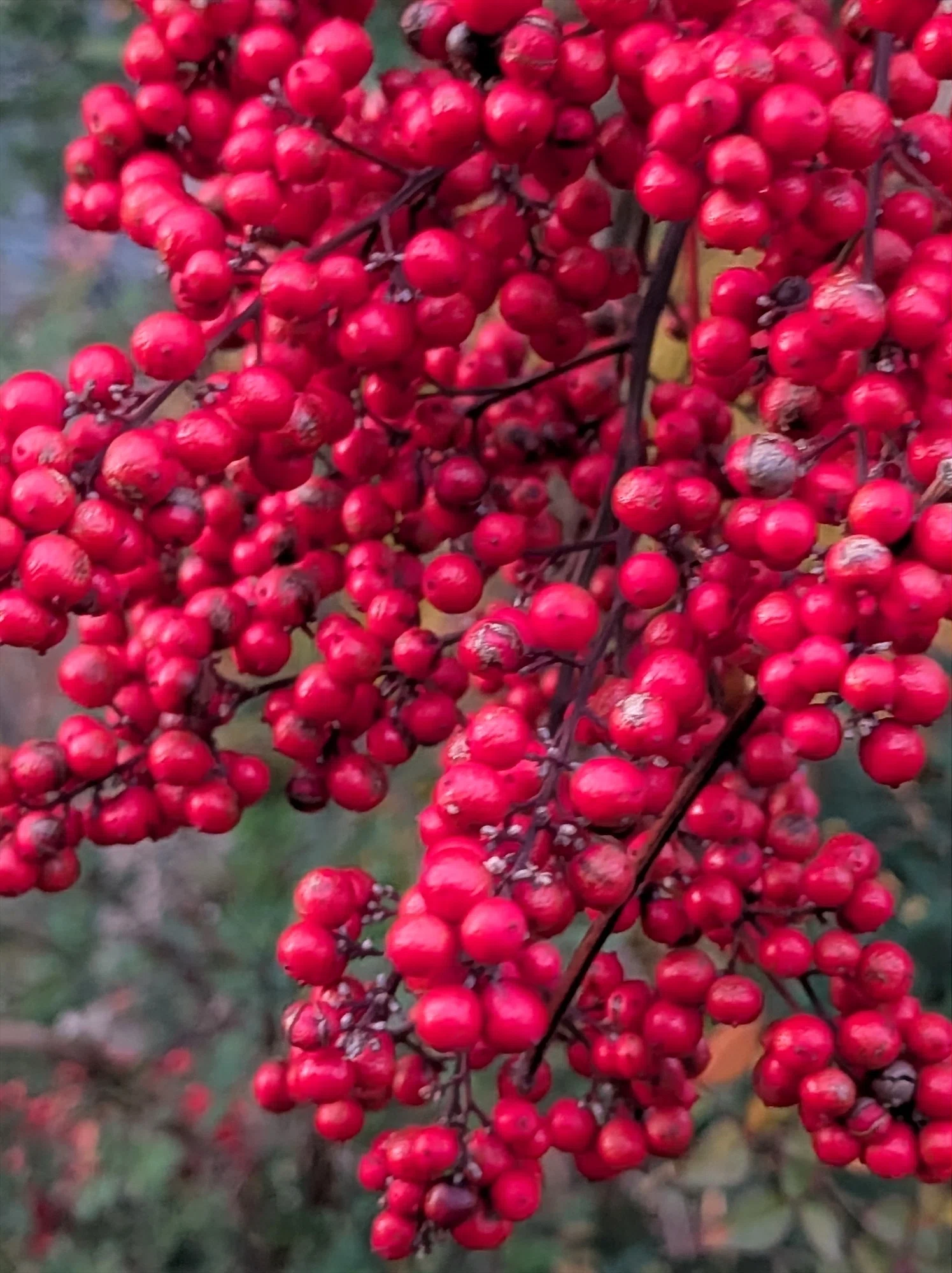 スワッグ 縁起もの クリスマス～ 正月 南天 メイン 赤い実 慶事 難転 厄除け Winter Plants 南天の赤で謹賀新年 ｜annon