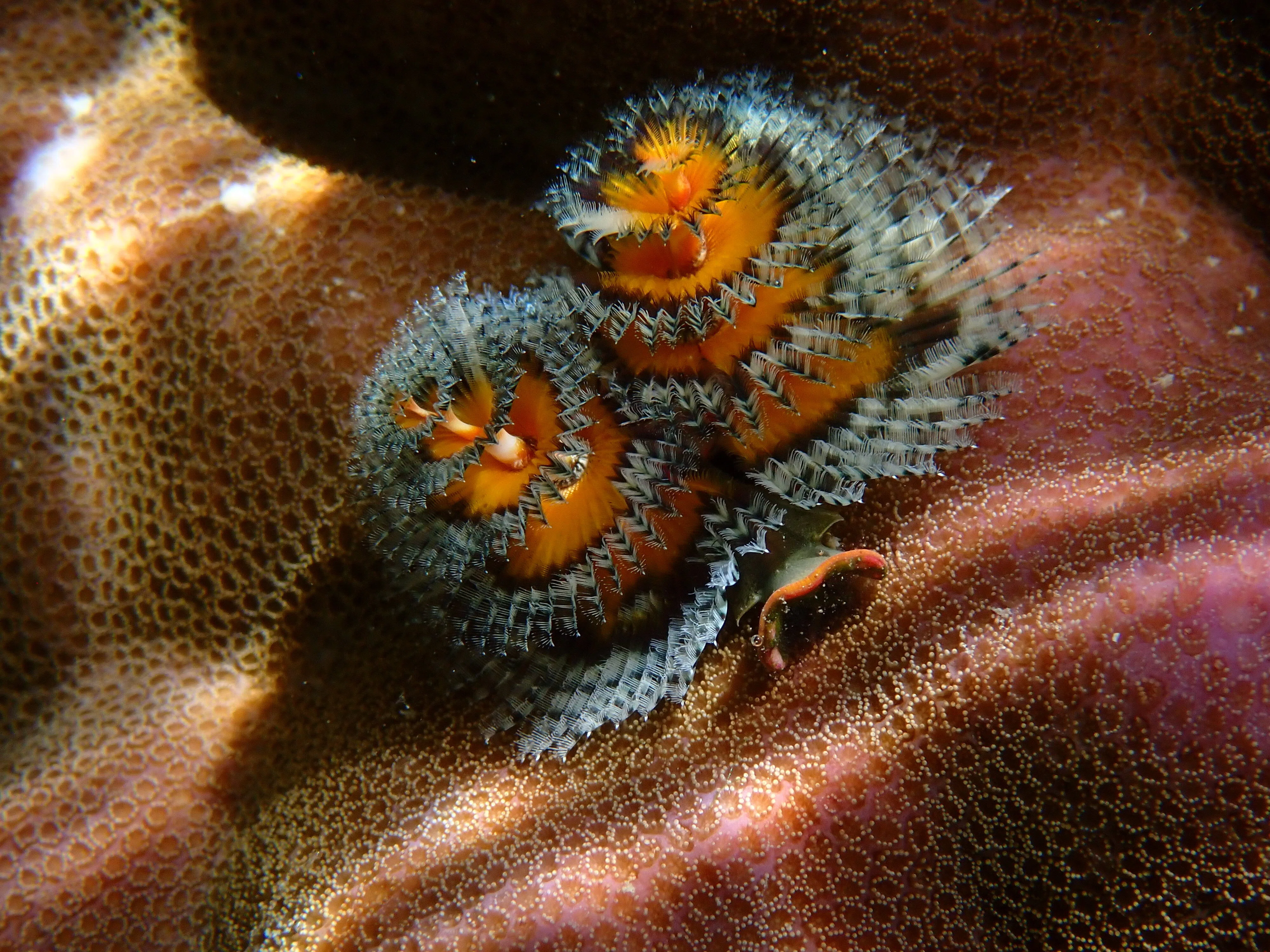 サンゴ礁のクリスマスツリー🎄 イチ推しの生物