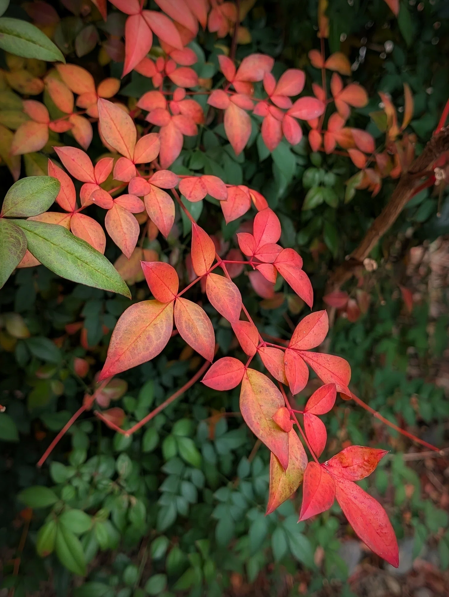 Winter Plants 南天の赤で謹賀新年 ｜annon