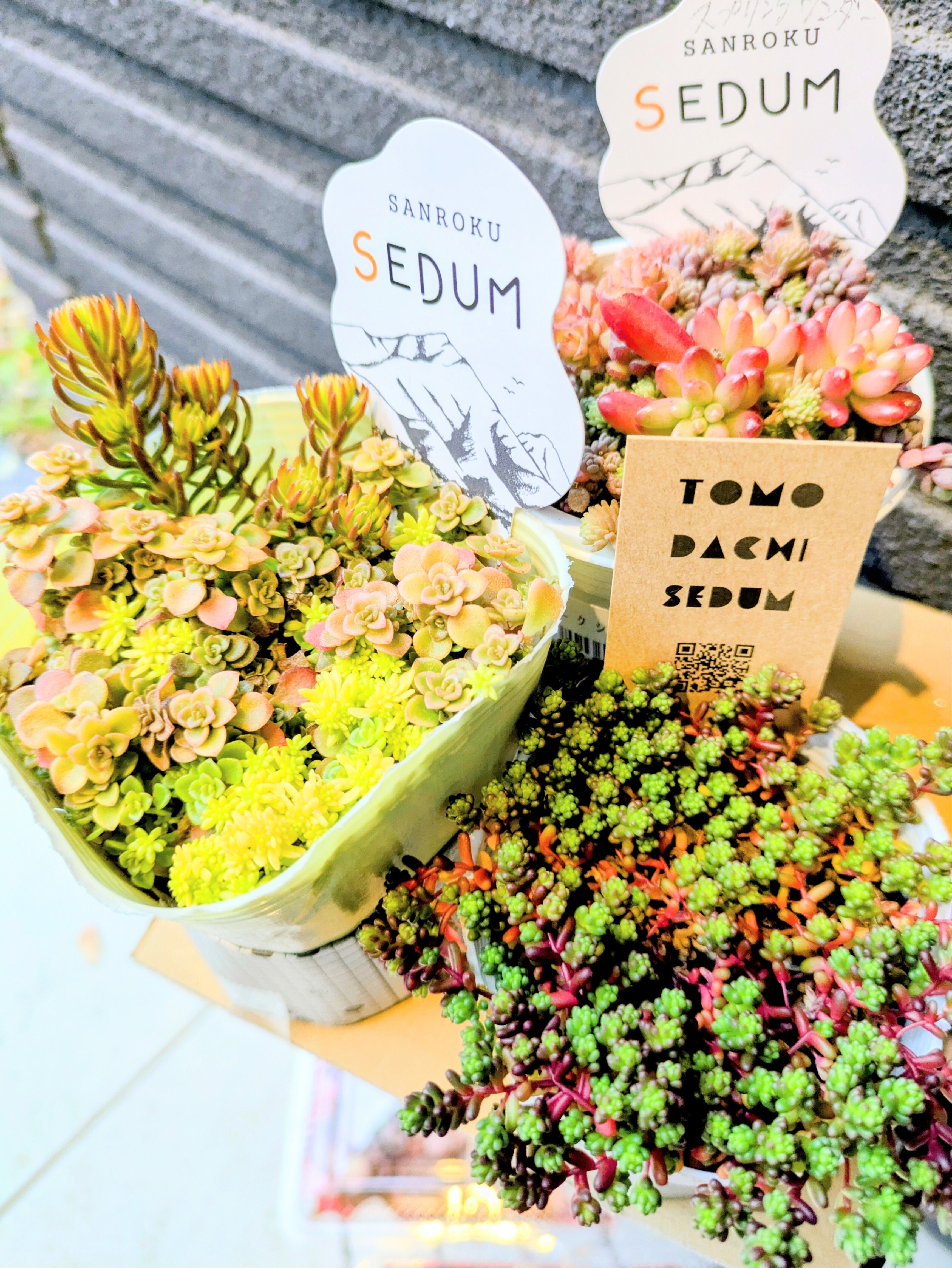 多肉弁当」をお迎えしました🌱｜そよ