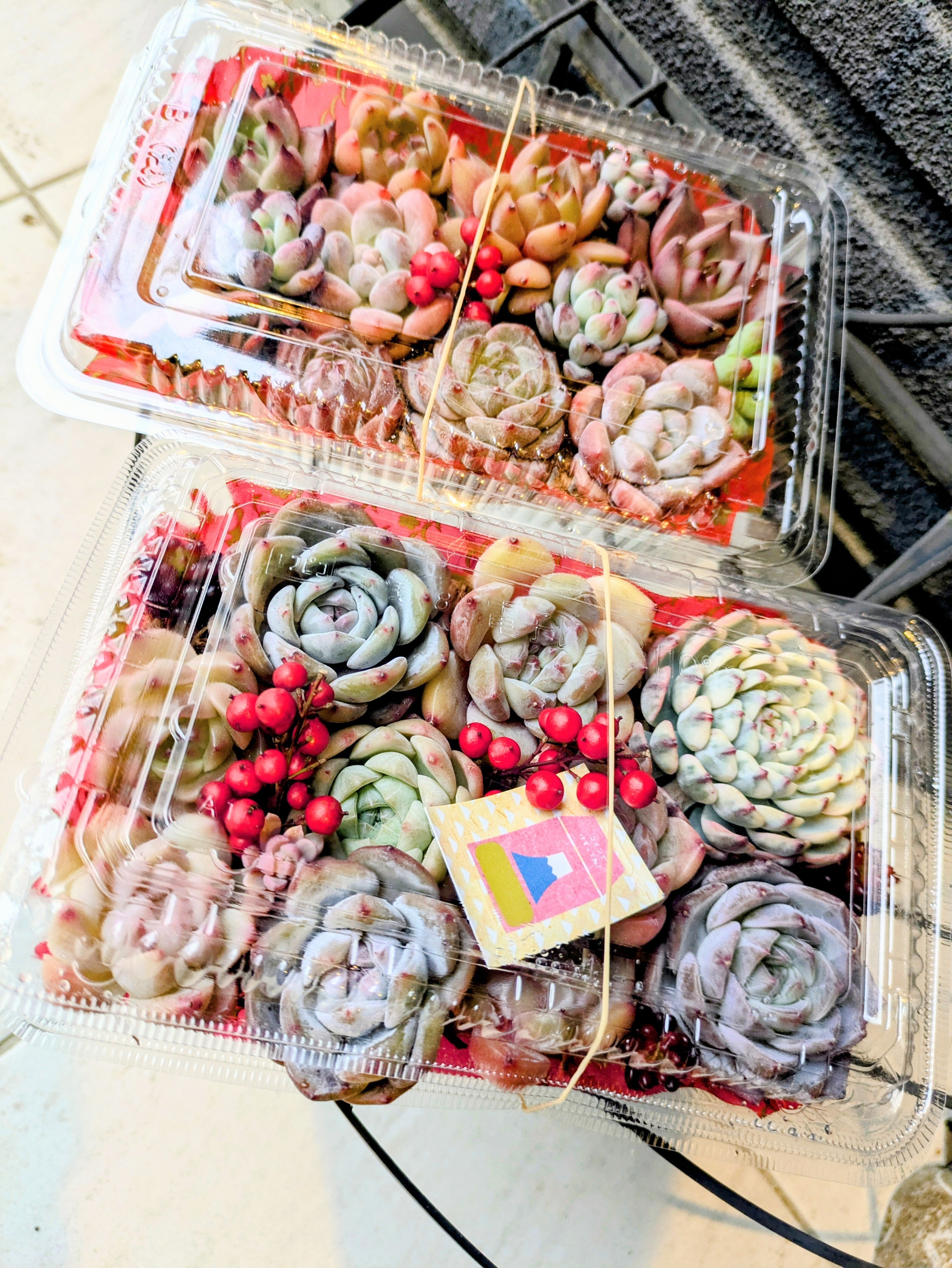 多肉弁当」をお迎えしました🌱｜そよ