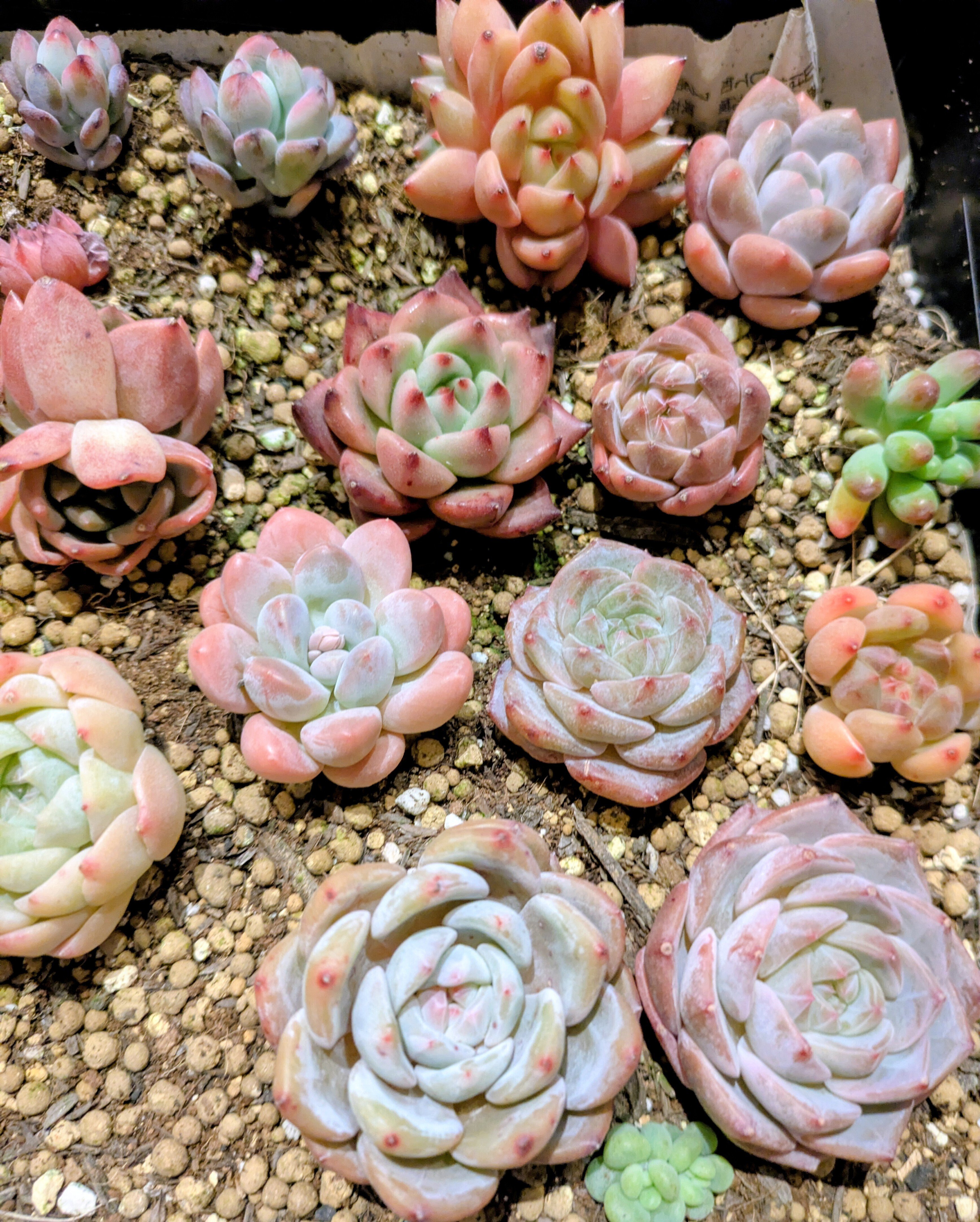 多肉弁当」をお迎えしました🌱｜そよ