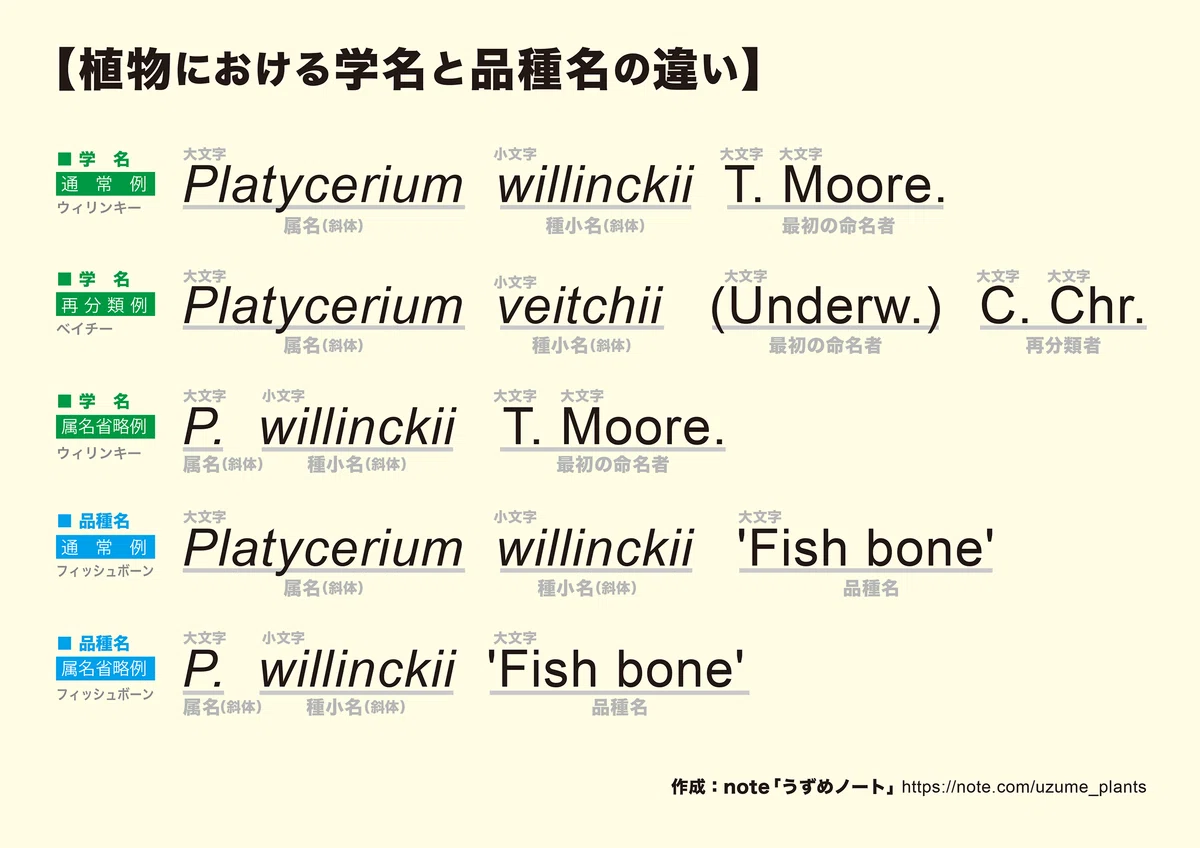 学名と品種名の付け方の違い｜うずめノート