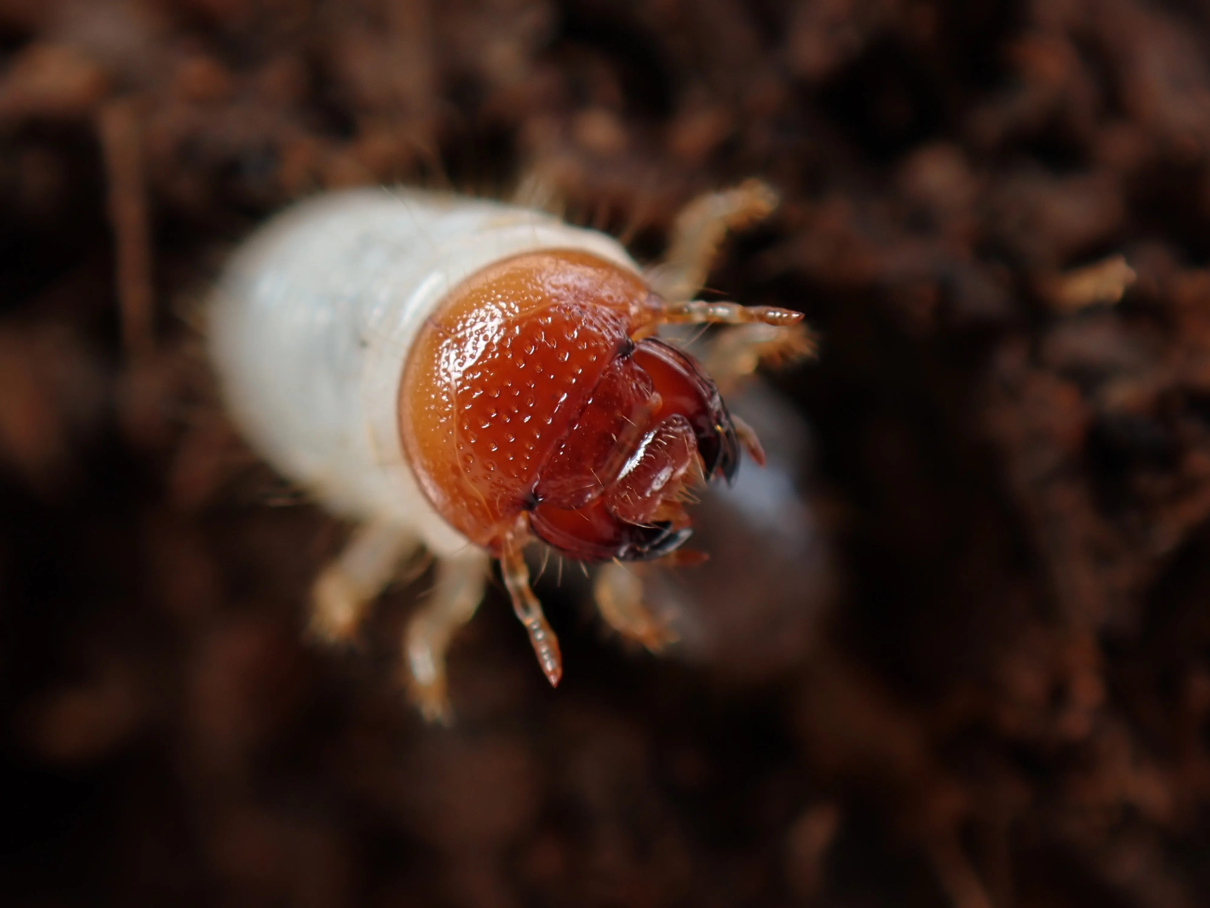 A Boy's Dream] How to Raise Domestic Rhinoceros Beetle Larvae