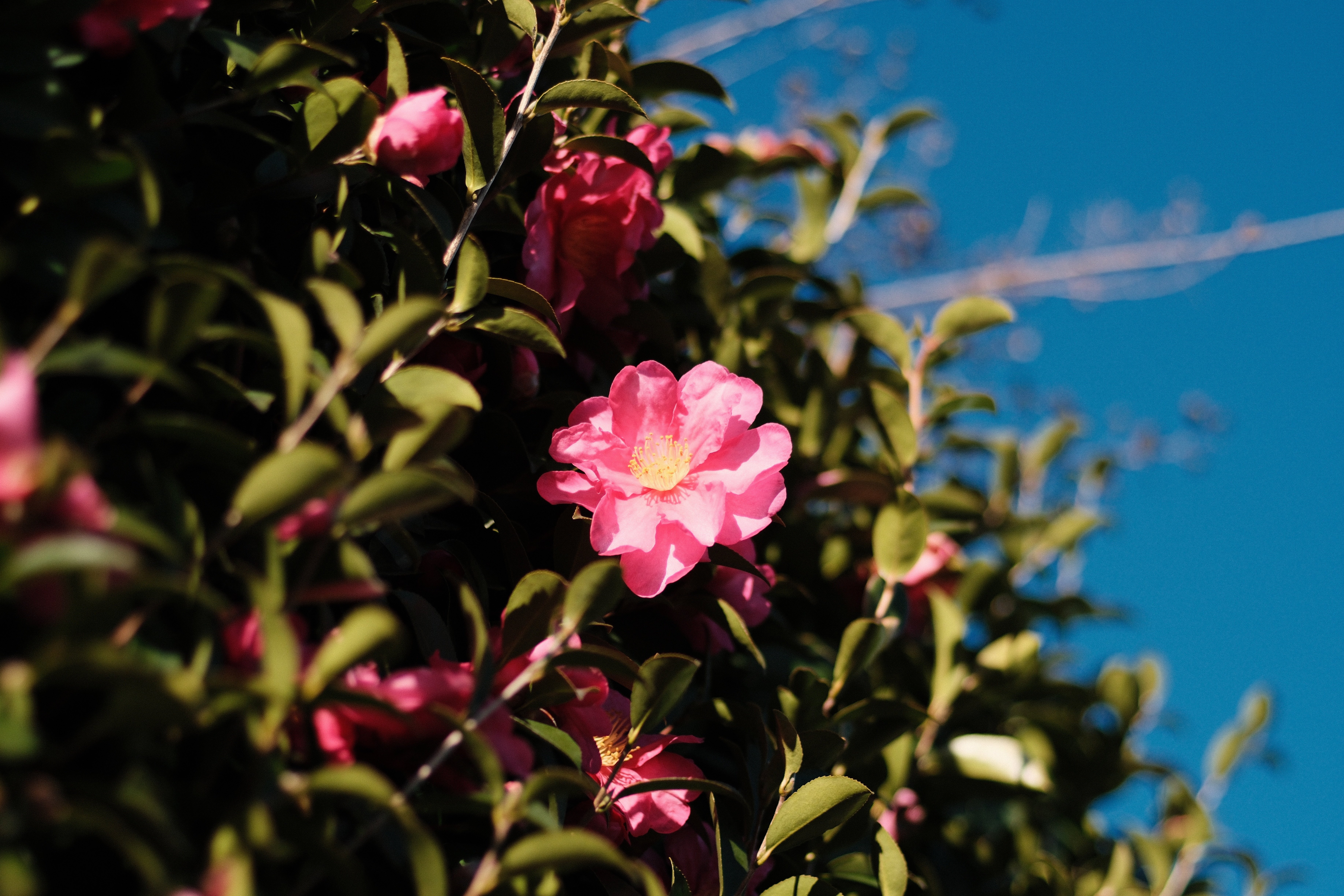 XR RIKENON 55mm f1.2 ｜月曜休み。