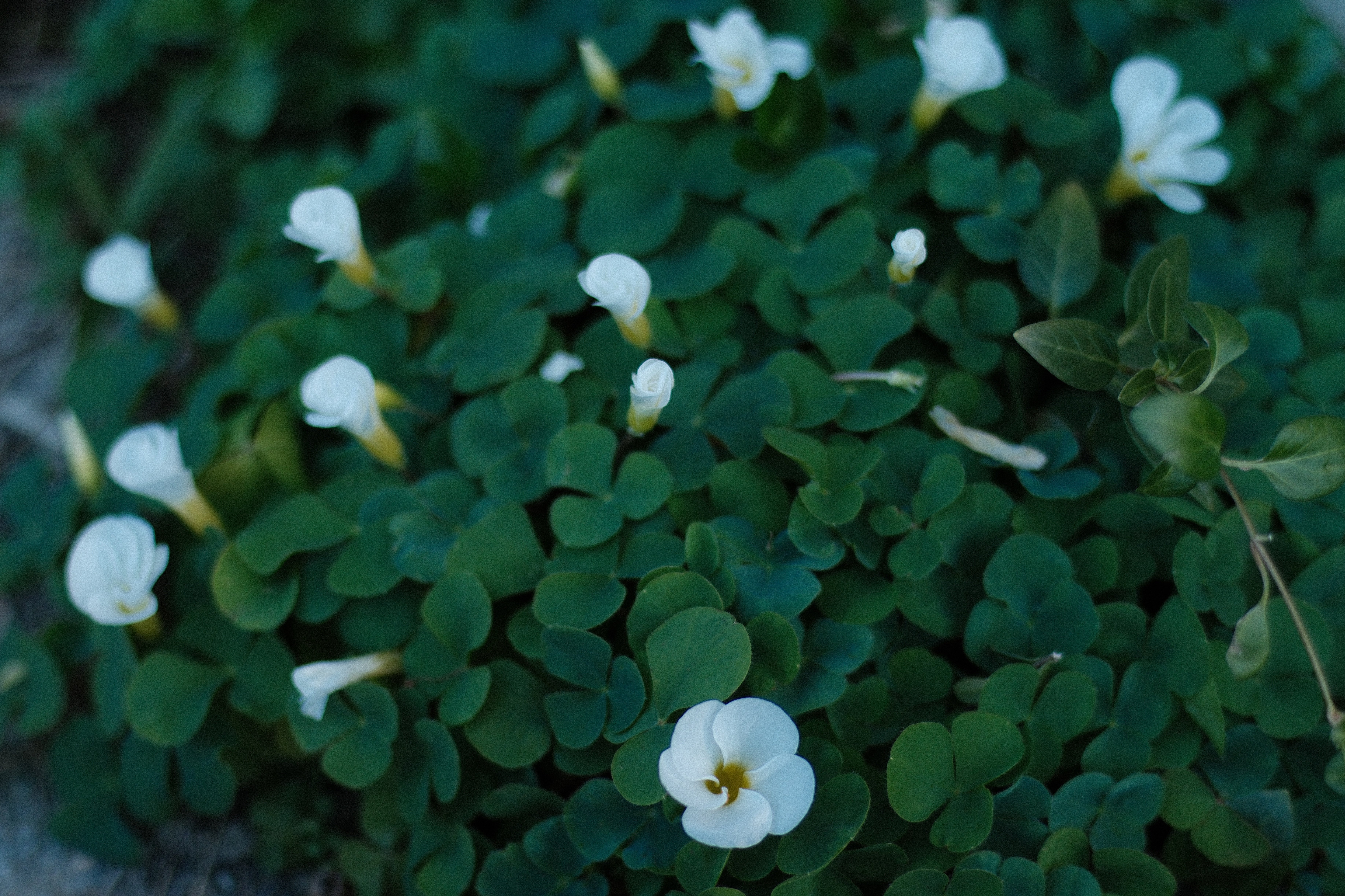 XR RIKENON 55mm f1.2 ｜月曜休み。