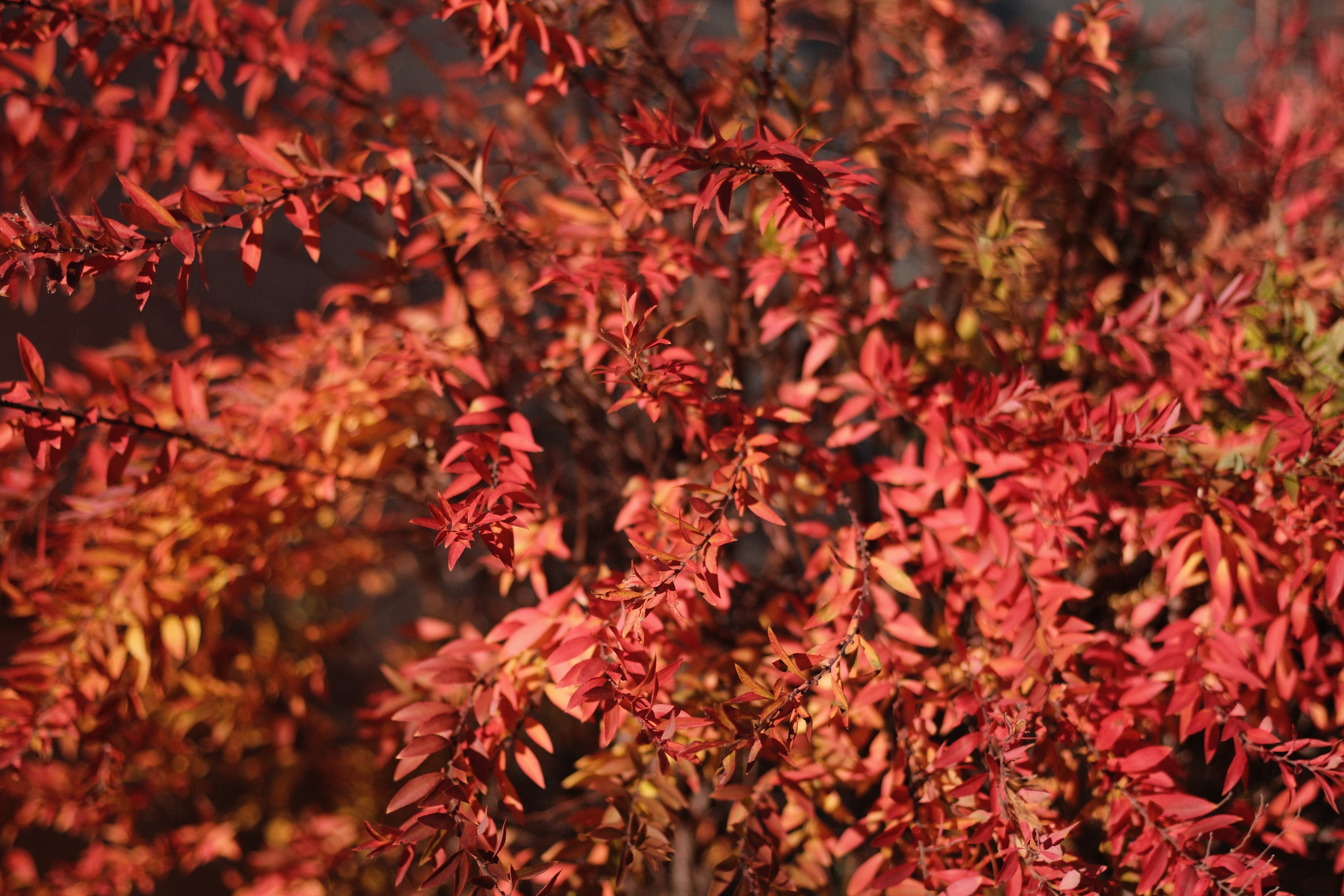 XR RIKENON 55mm f1.2 ｜月曜休み。