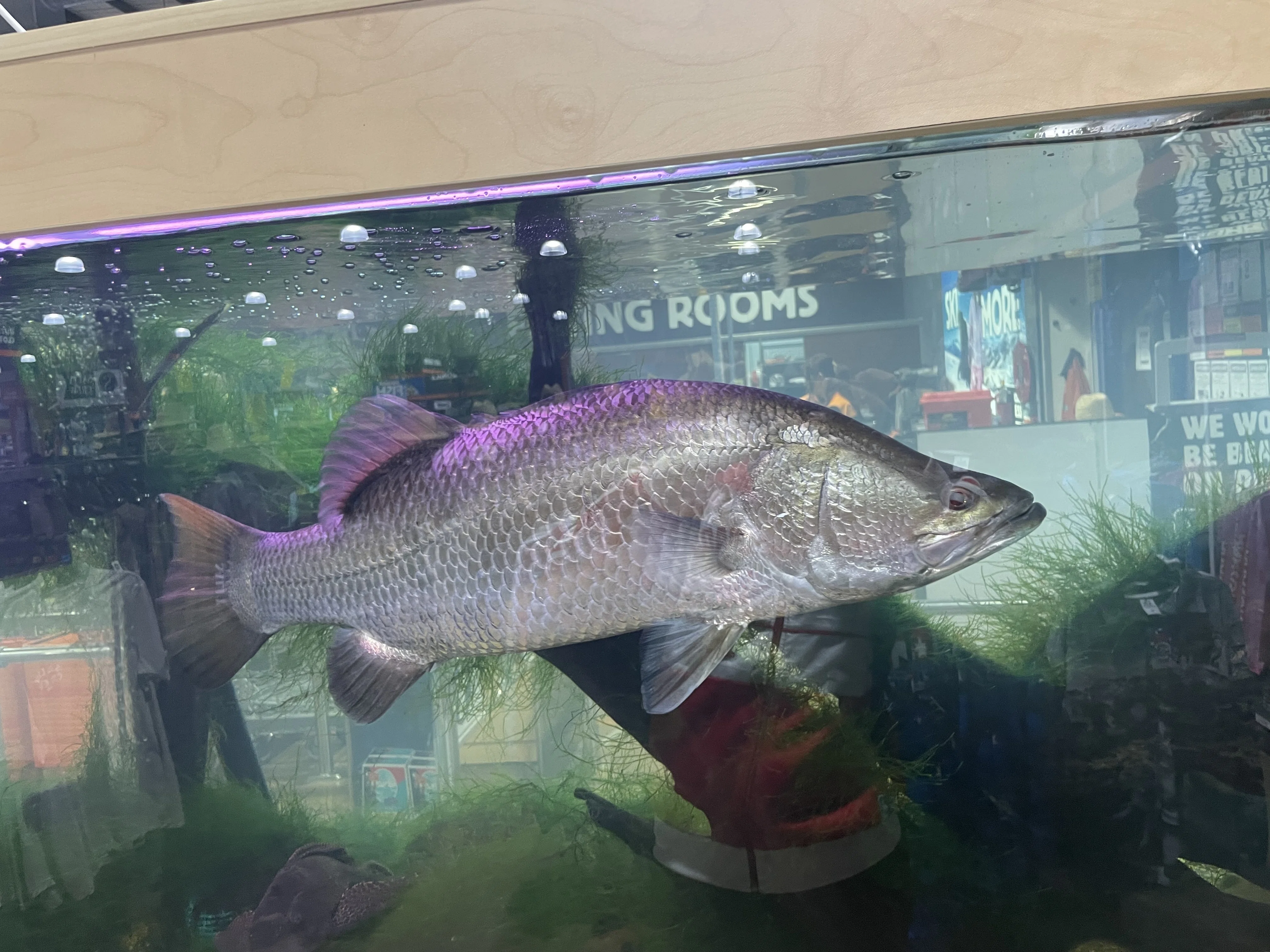 気づいたらオーストラリアワーホリしてた話〜怪魚を仕留めたあの日 気づいたらオーストラリアワーホリしてた話〜怪魚を仕留めたあの日