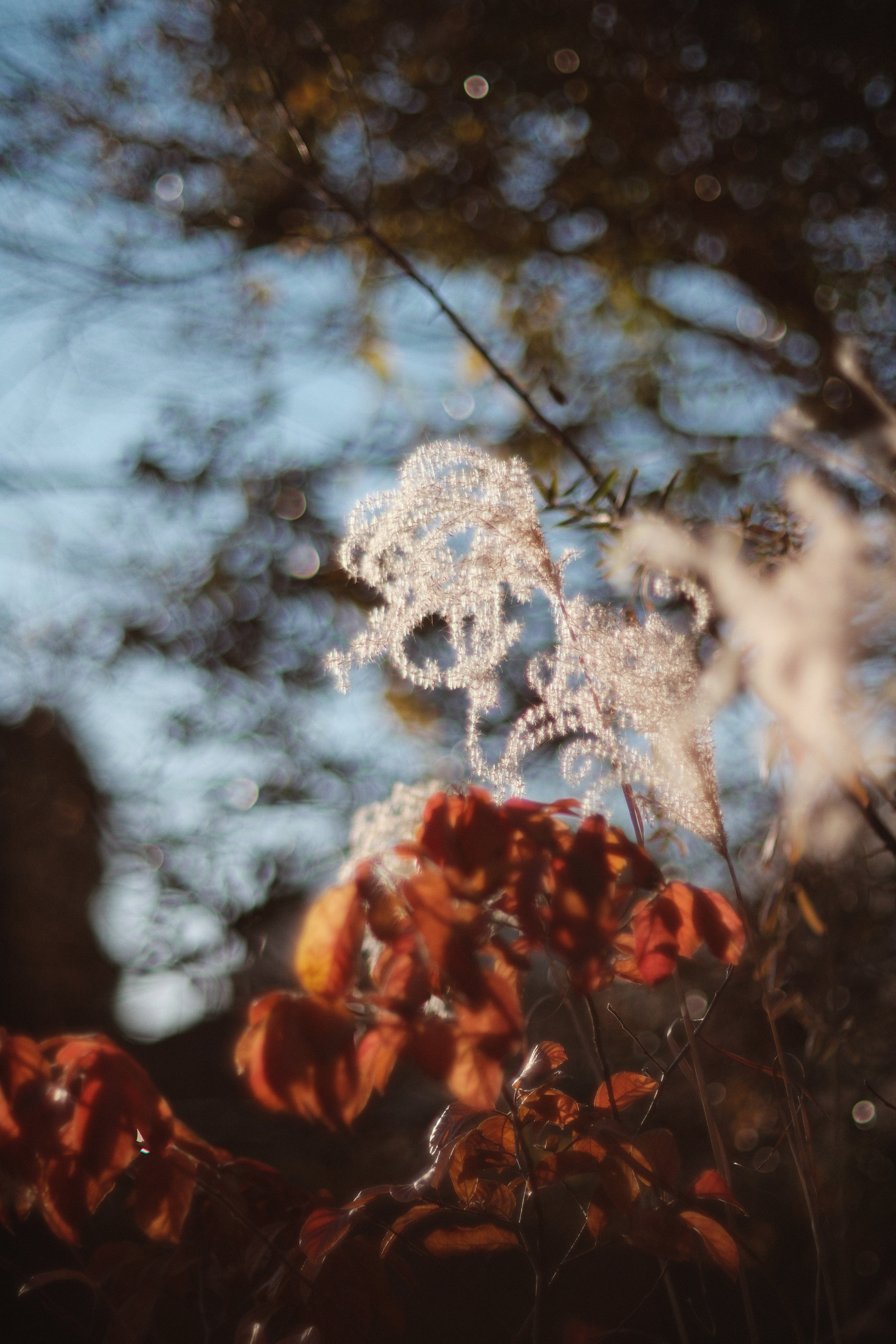 XR RIKENON 55mm f1.2 ｜月曜休み。