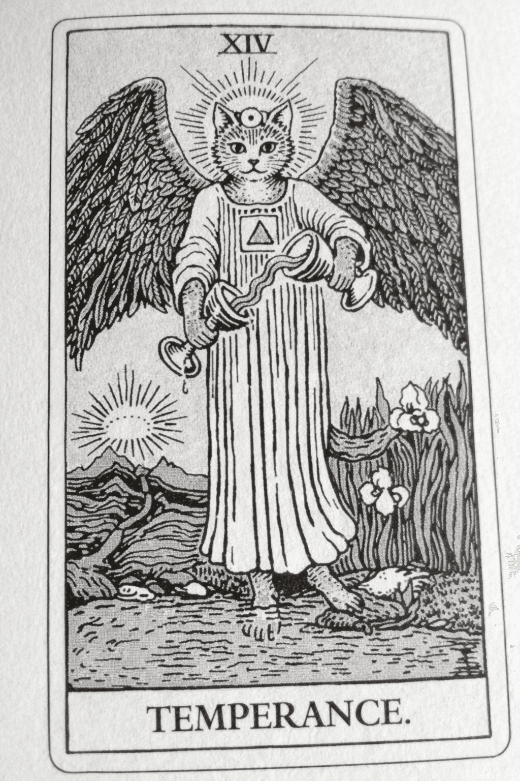 Y’s garden☆日本未入荷✨新品未使用✨正規品✨猫タロット✨1点のみ 楽天市場】【日本語版】ニャロット カード 猫 日本語解説紙付き