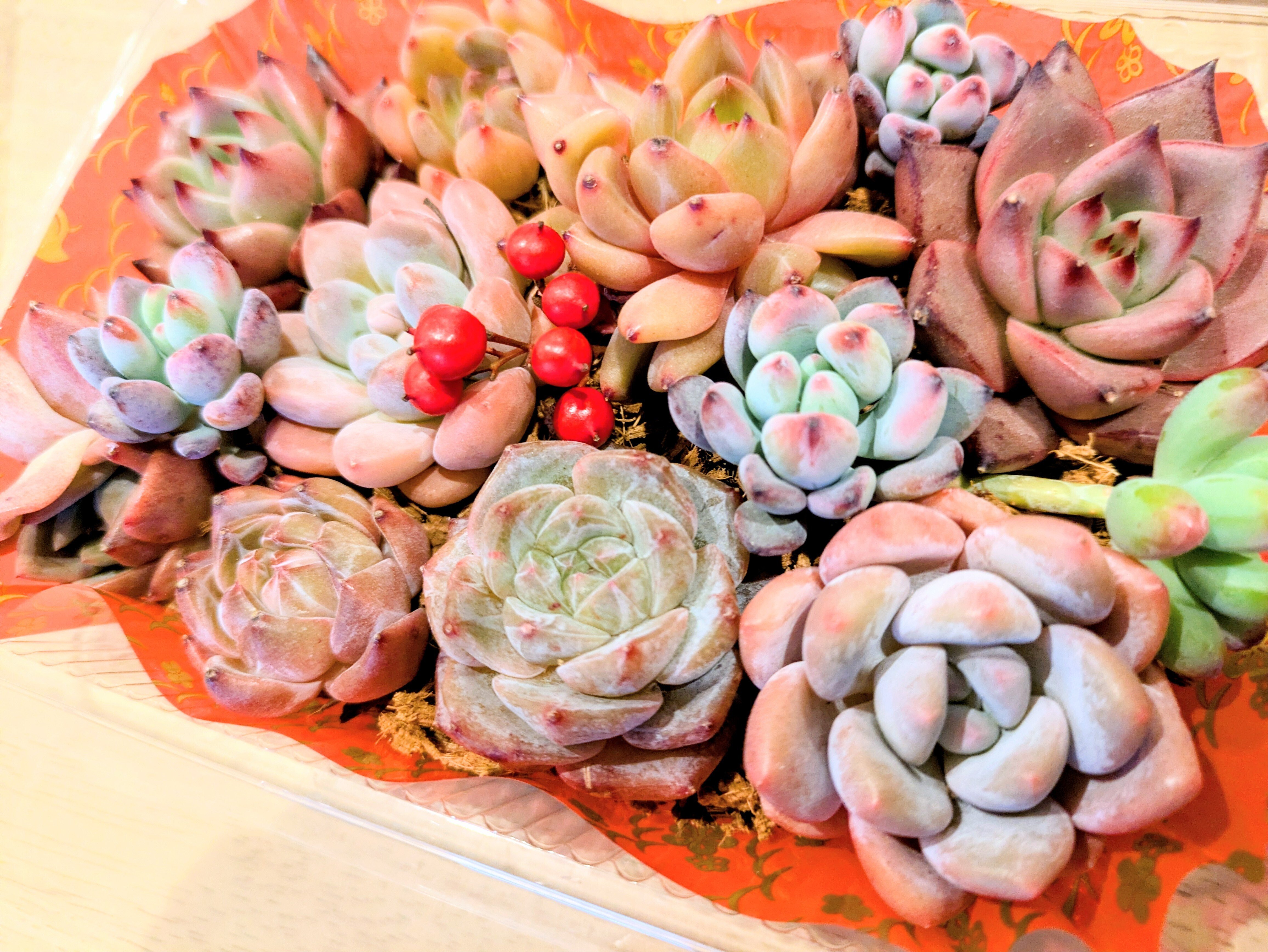 多肉弁当」をお迎えしました🌱｜そよ