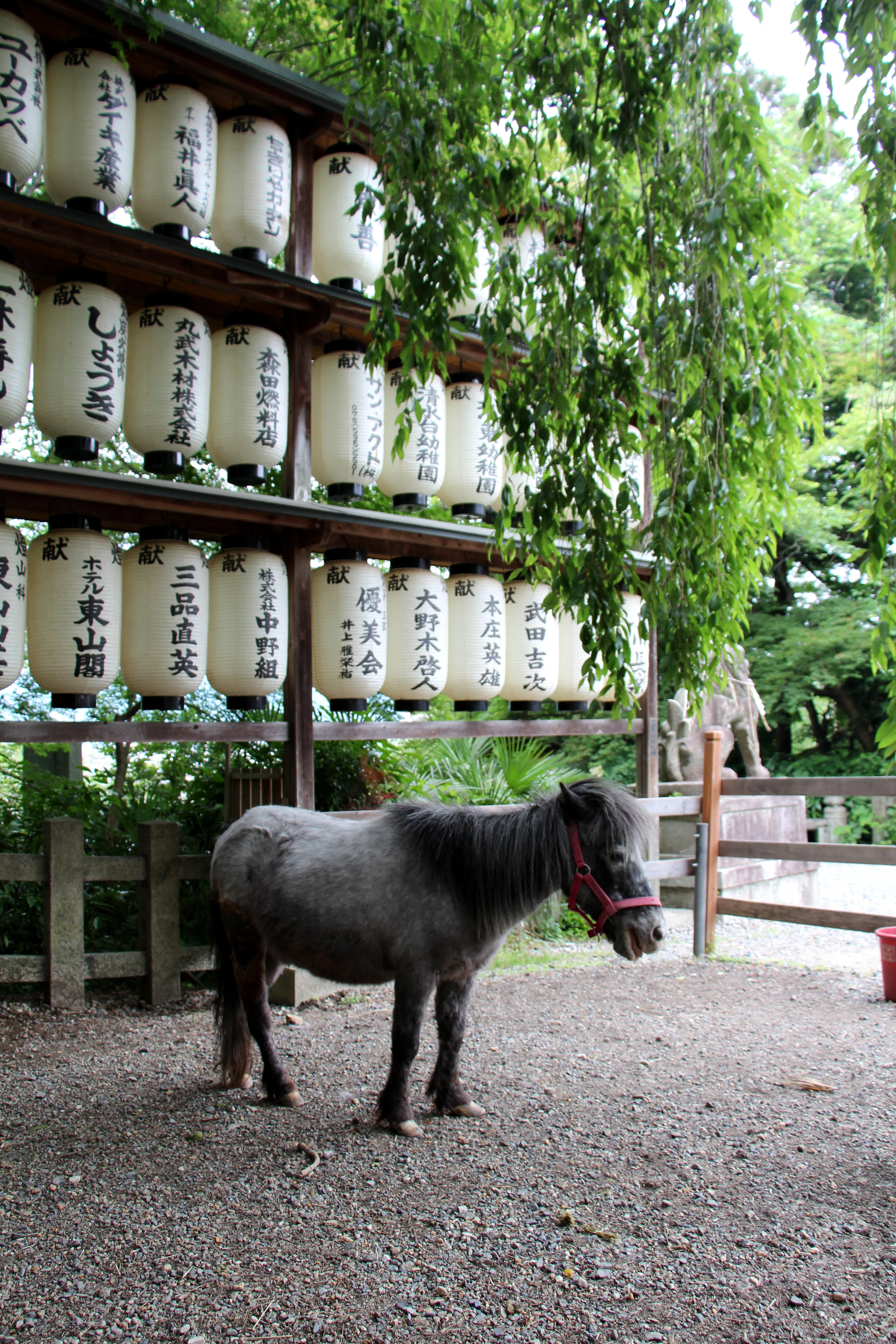 午年】大石神社（京都・山科）｜ミニホースの花子ちゃんに会える