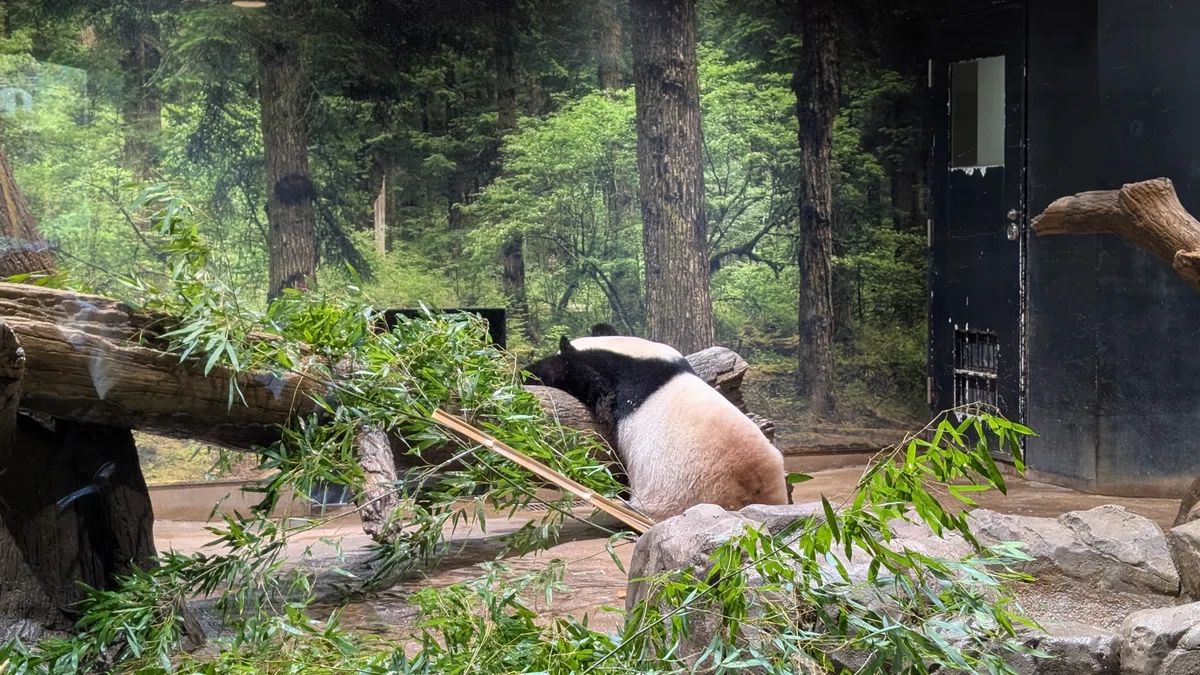上野動物園でもうすぐ中国に返還される国内唯一のパンダに会ってきた 