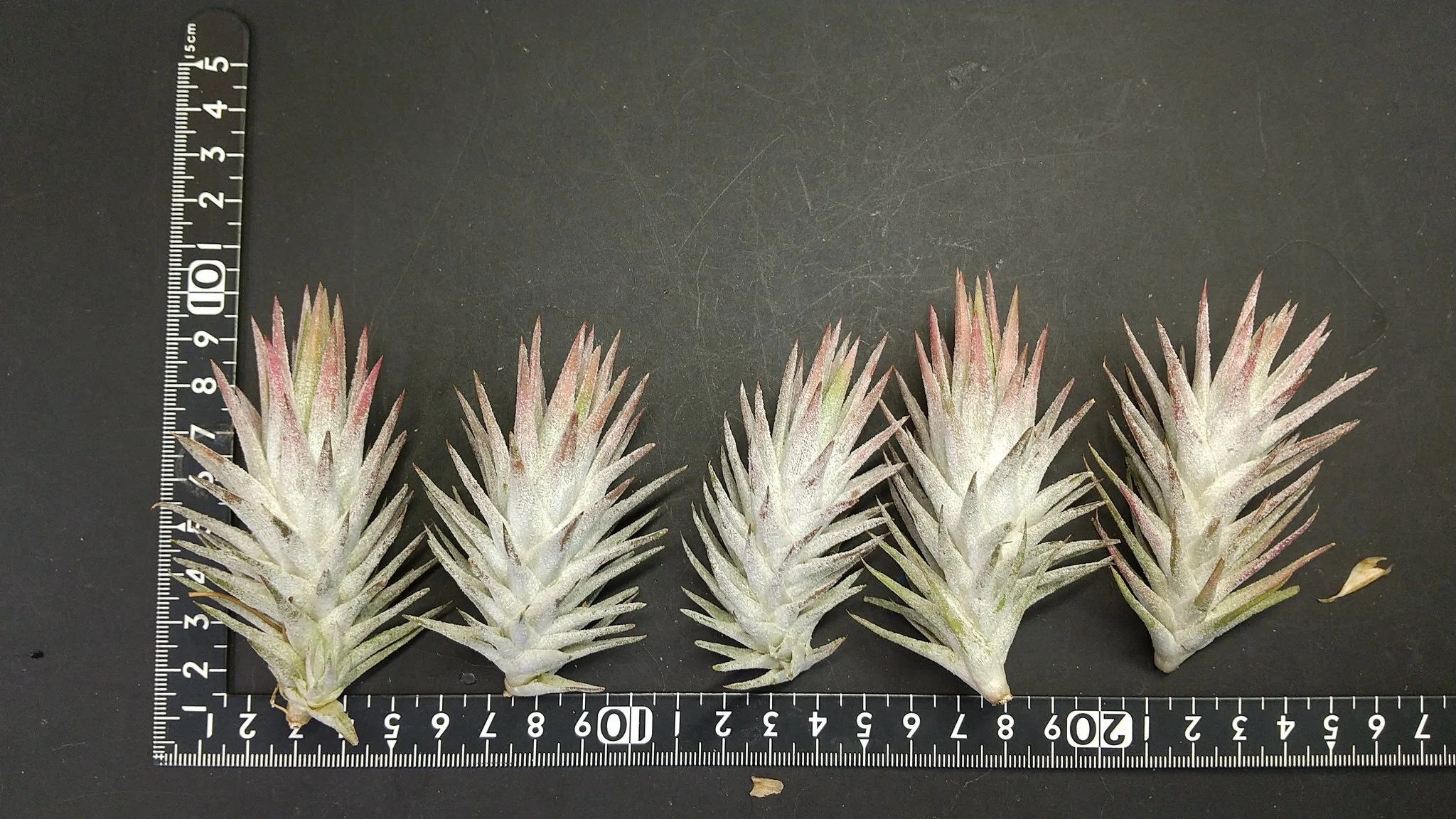 チランジア入荷リスト12/16｜NatureGarden🌿神田