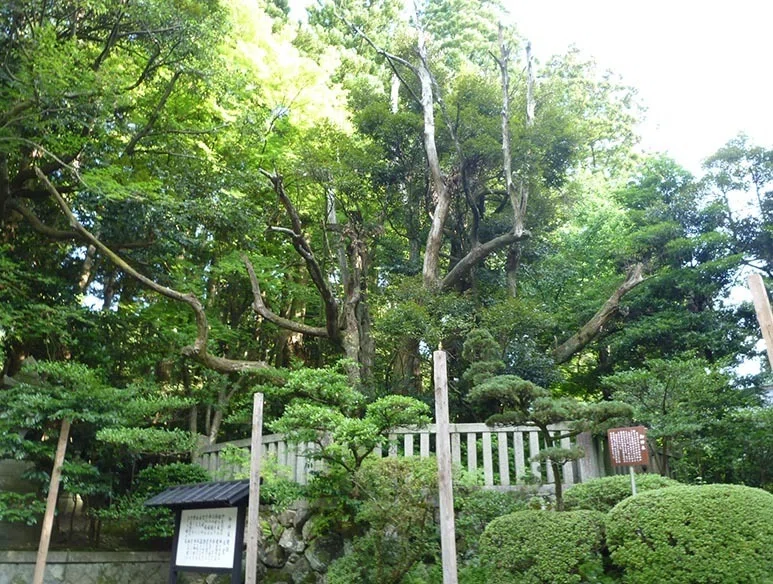こはくらと巨樹巨木⑫～どんぐりのなる木、椎・樫｜Motomi Kohakura