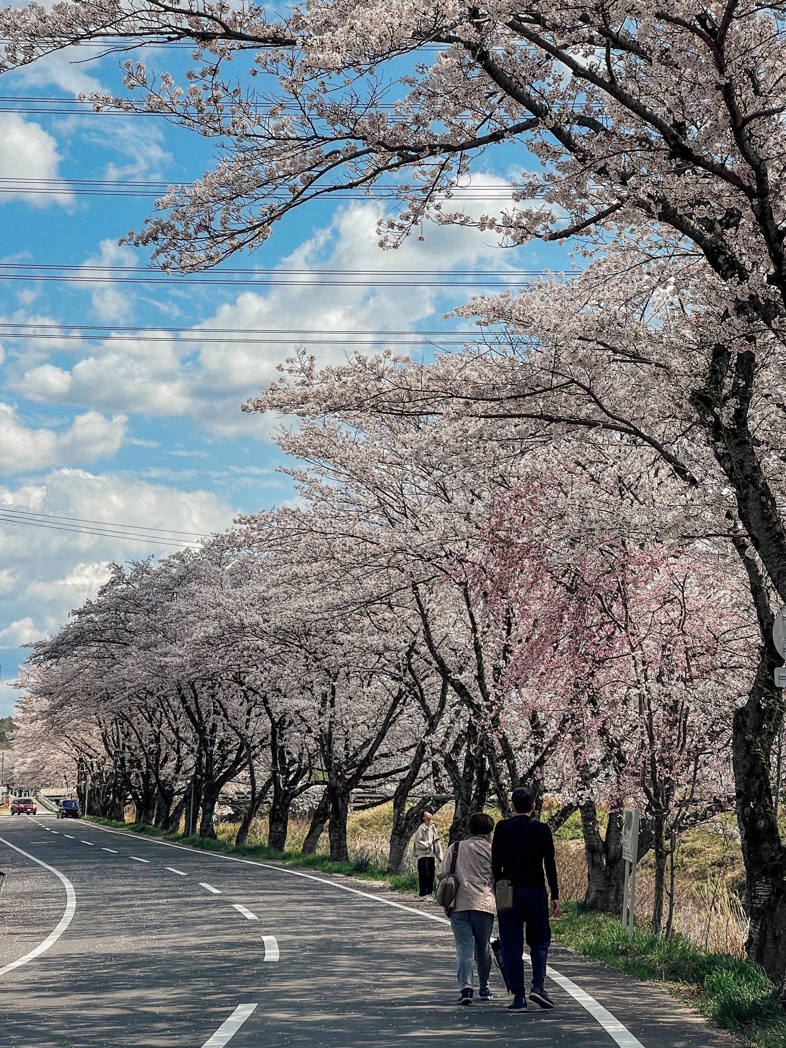 桜散る 桜の散歩道 2022 No.3（愛知）｜Sakak