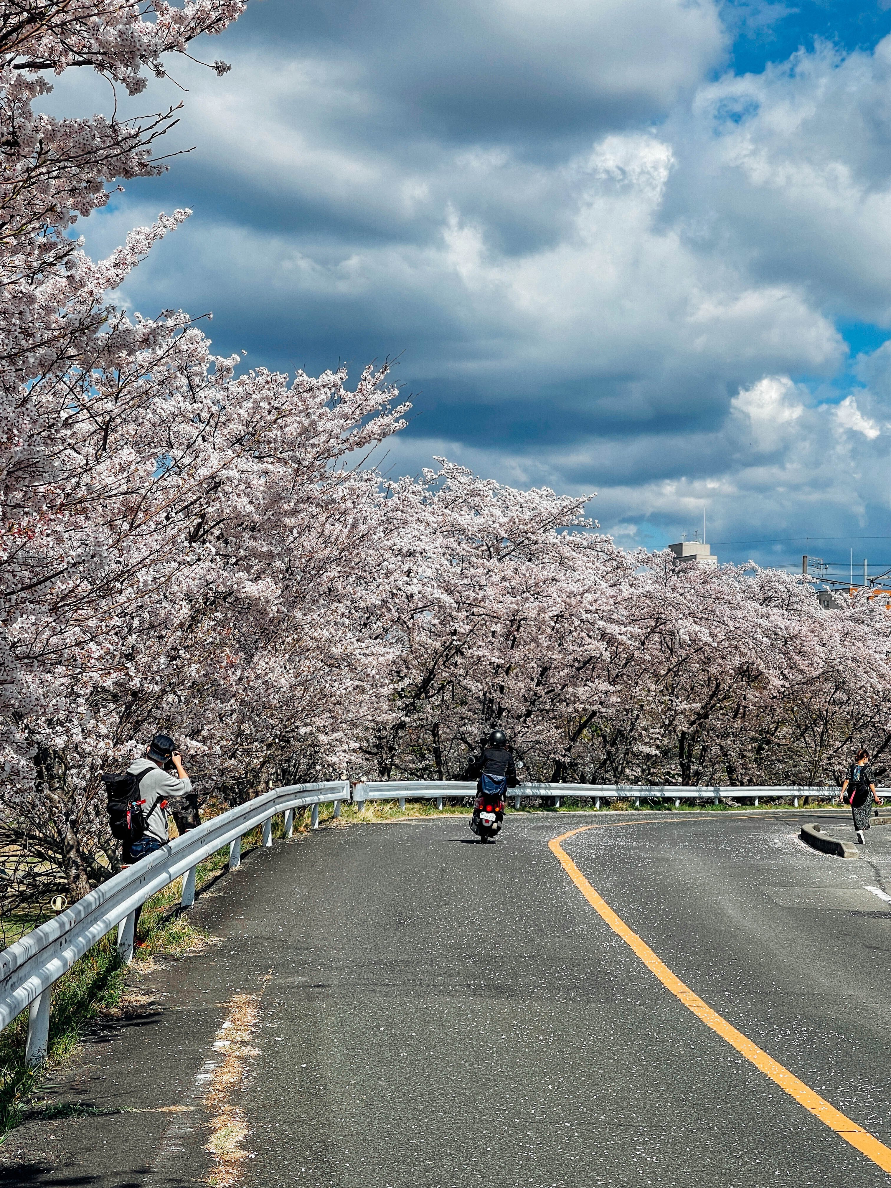 桜の散歩道 2022 No.3（愛知）｜Sakak