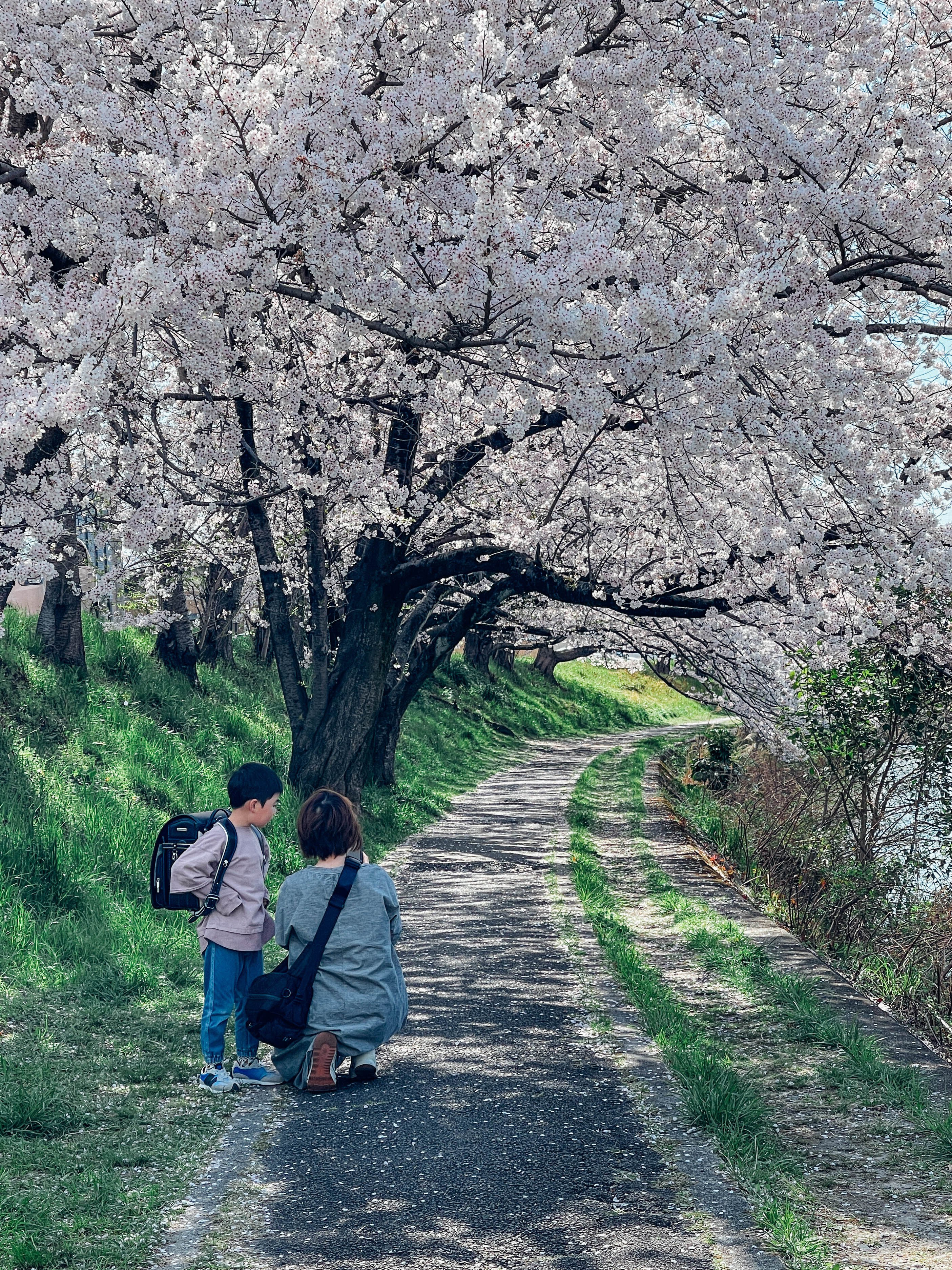 桜の散歩道 2022 No.3（愛知）｜Sakak