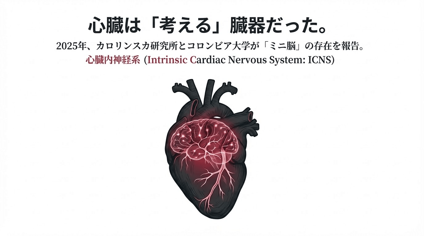 心臓は「考える」臓器だった。「ミニ脳」の発見が示唆する、知能と身体