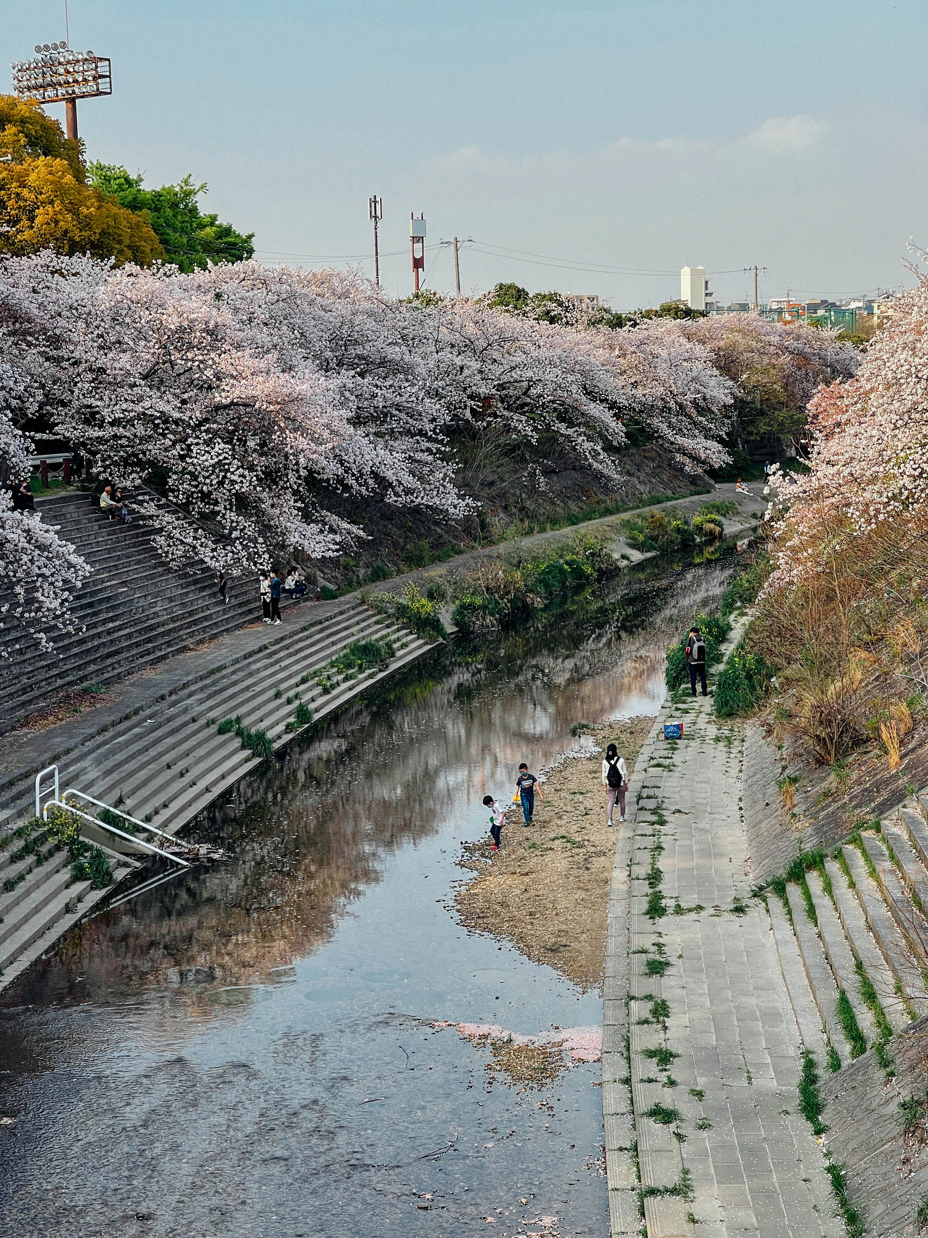 堀太郎 油絵 名古屋桜の名所『山崎川』 風景画