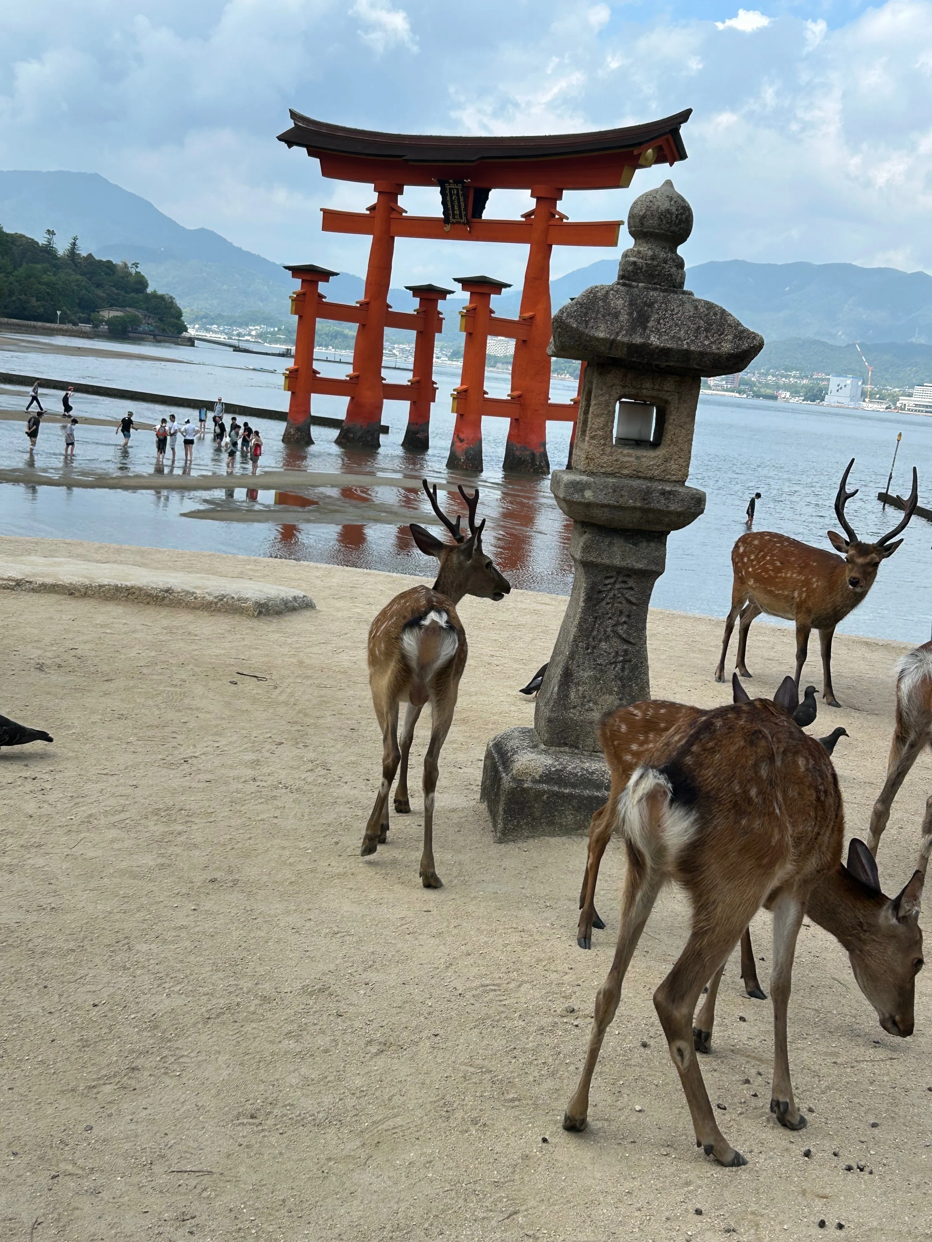厳島神社（広島県）の大鳥居に触れてみた⁉️ 2025年一人旅ベスト🥈｜sora