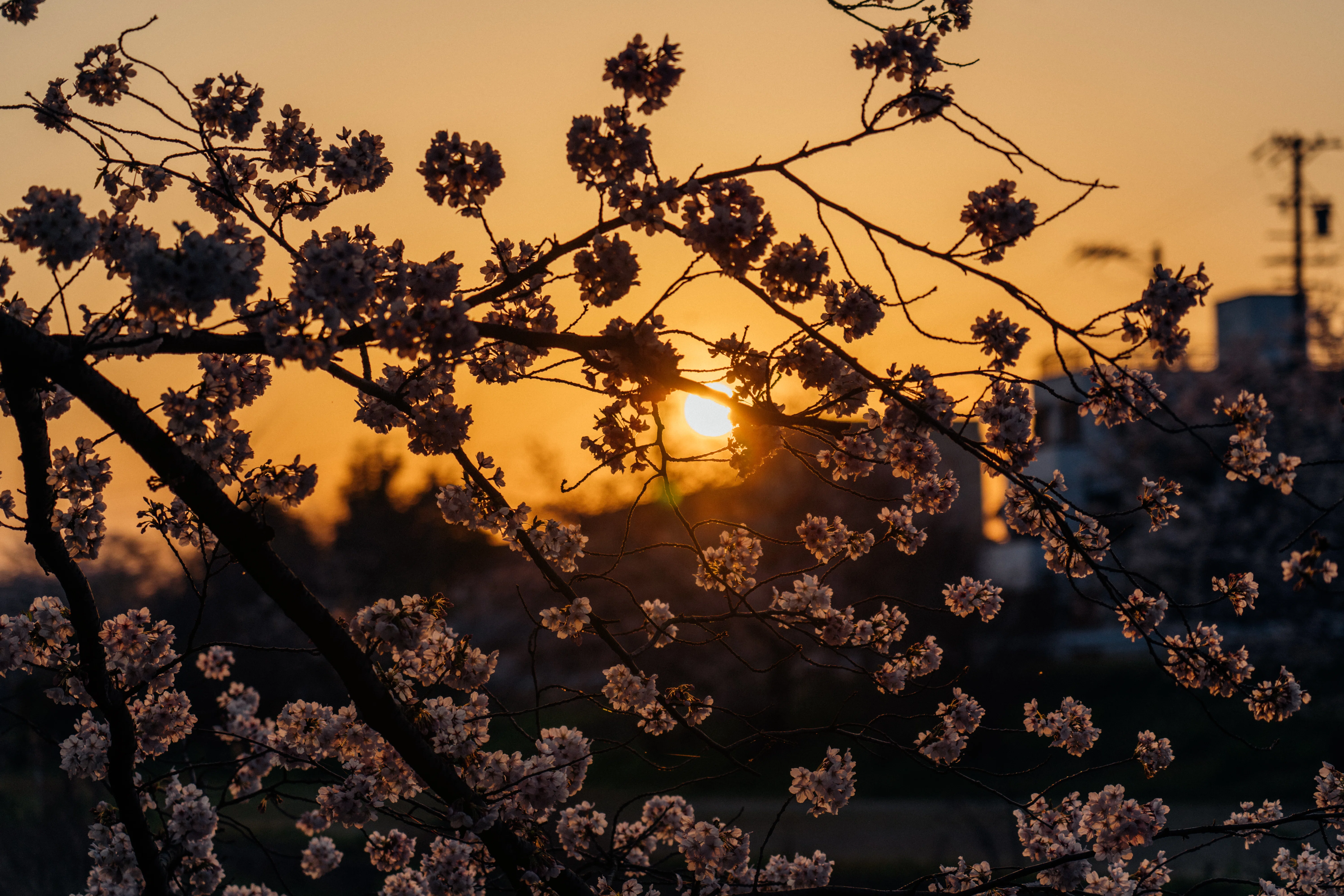 夕方の光と桜並木｜写真が運ぶ小さな一期一会（愛知）｜Sakak