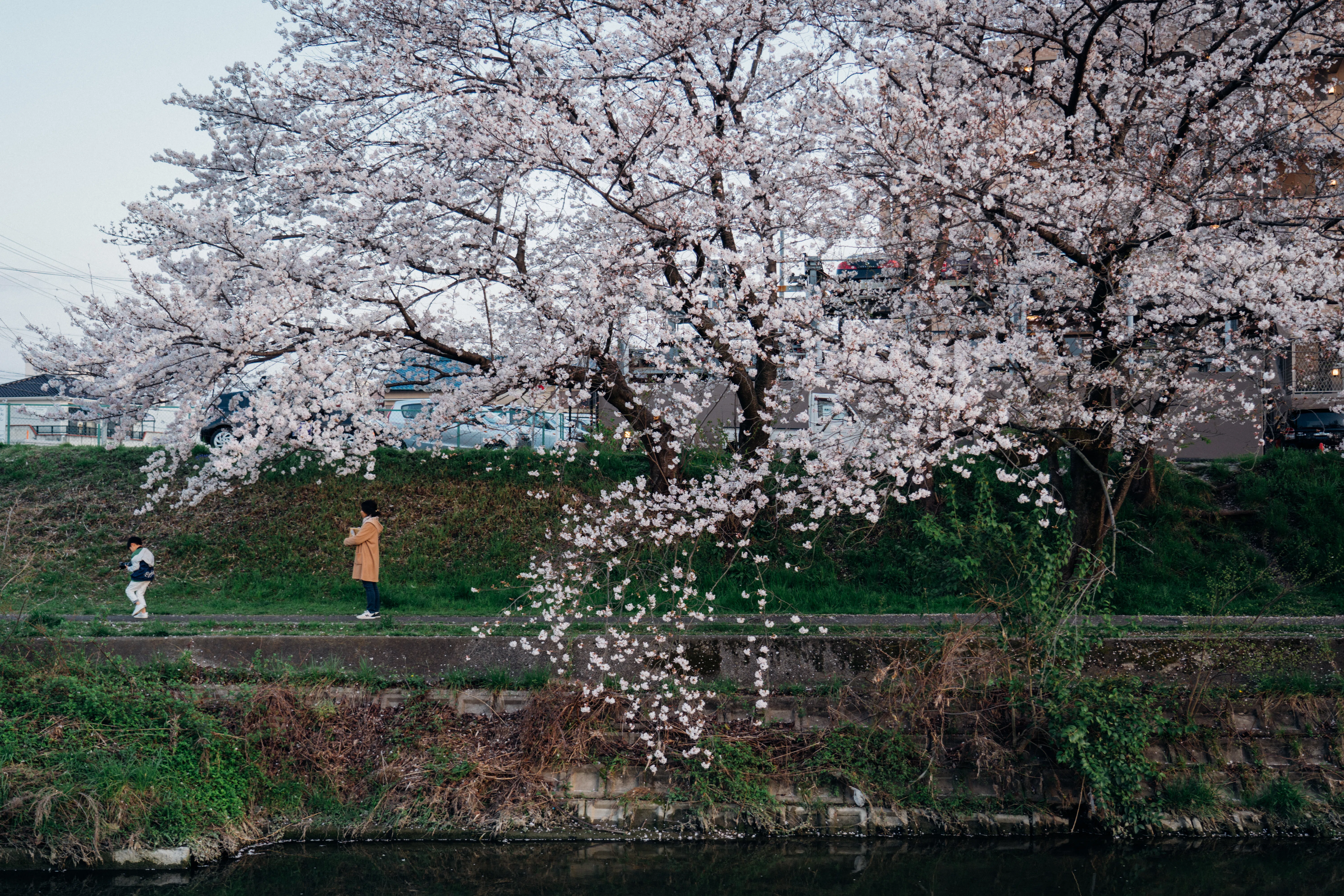 国立桜並木の昼夜風景高解像度写真 2L判写真 4枚 セート 桜並木」額装