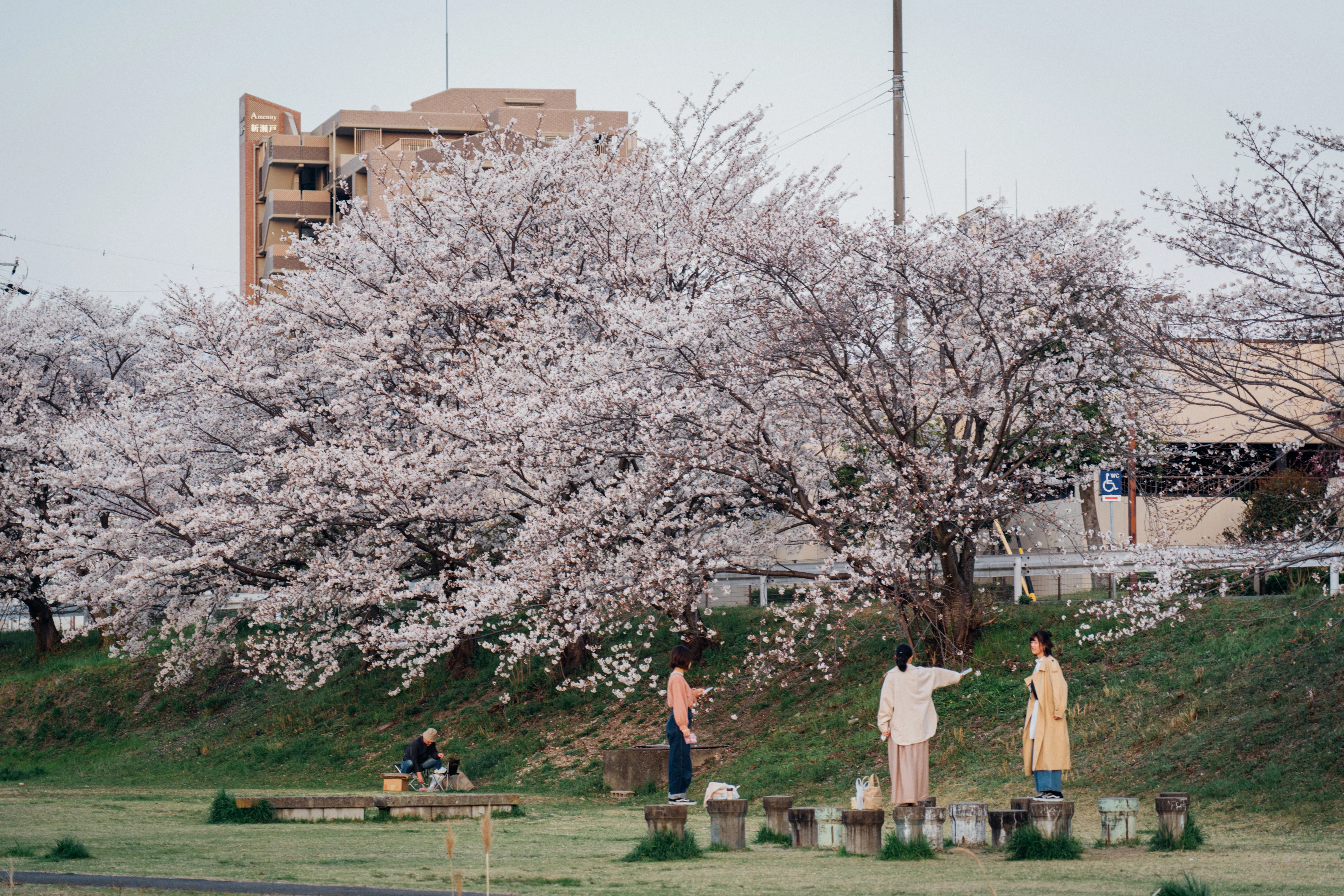 夕方の光と桜並木｜写真が運ぶ小さな一期一会（愛知）｜Sakak