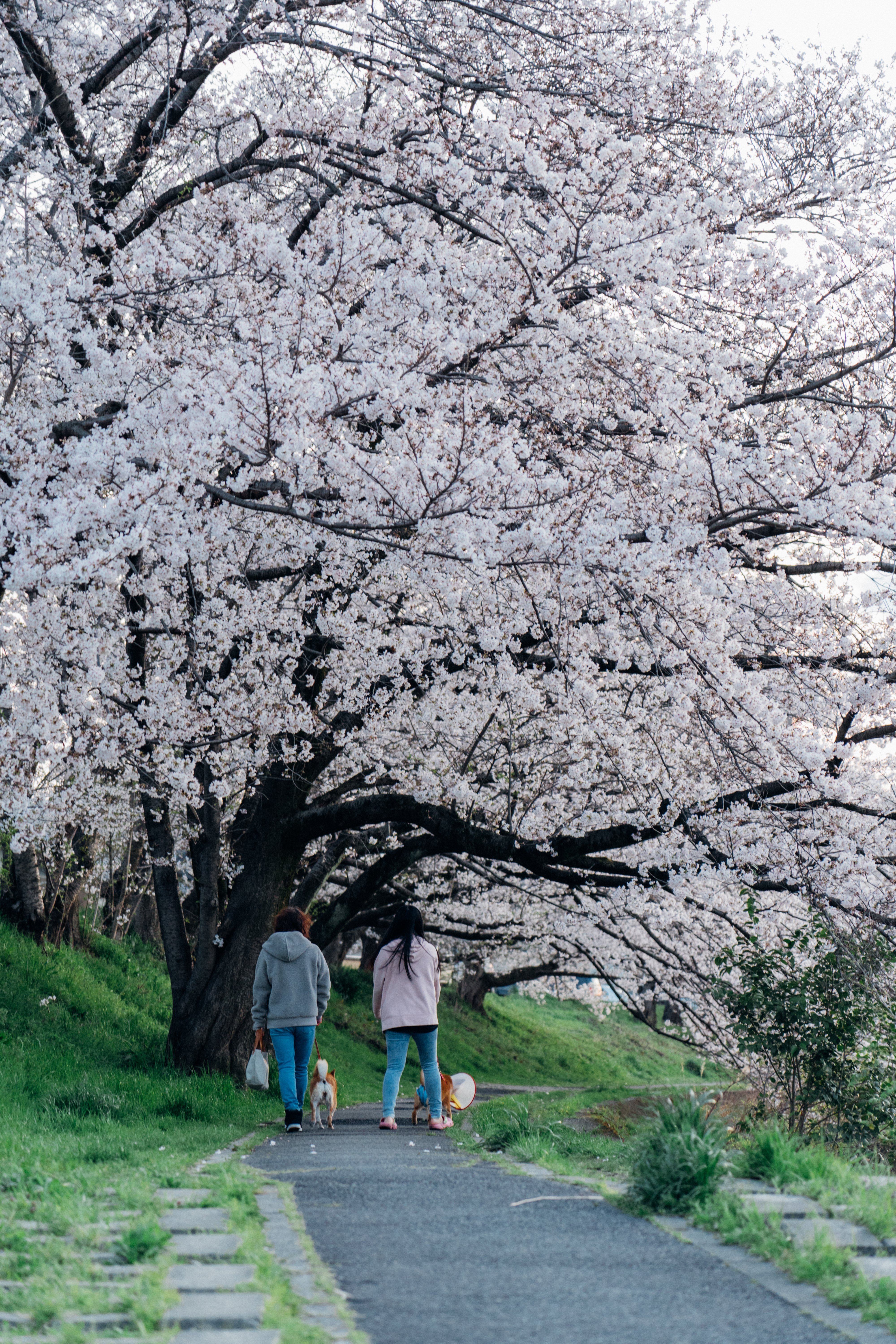 夕方桜 優しい色の夕日に染まる桜の花の無料の写真素材 - ID.37521｜フリー