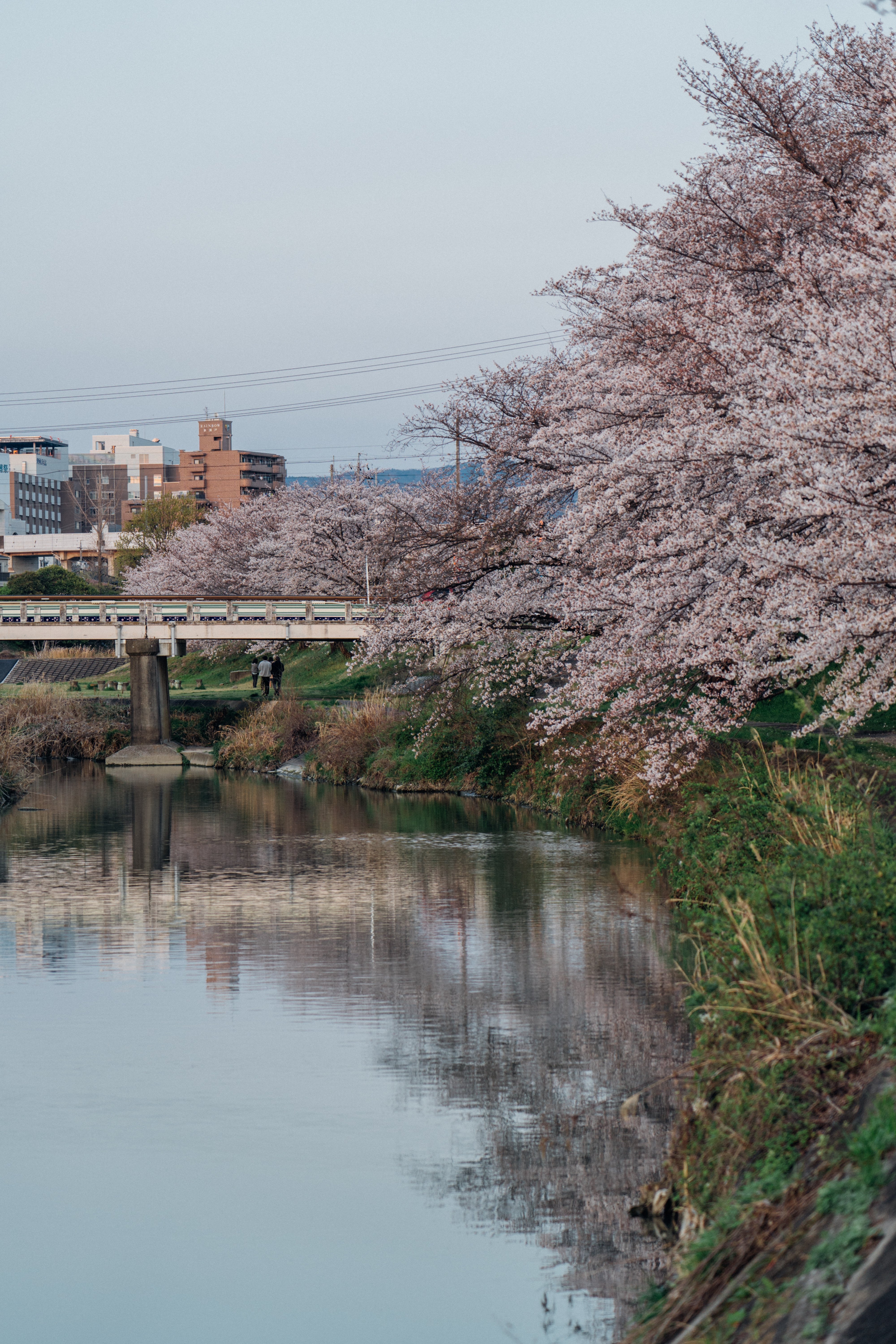 夕焼けに染まる桜｜一瞬を逃さない撮影の記録（愛知）｜Sakak