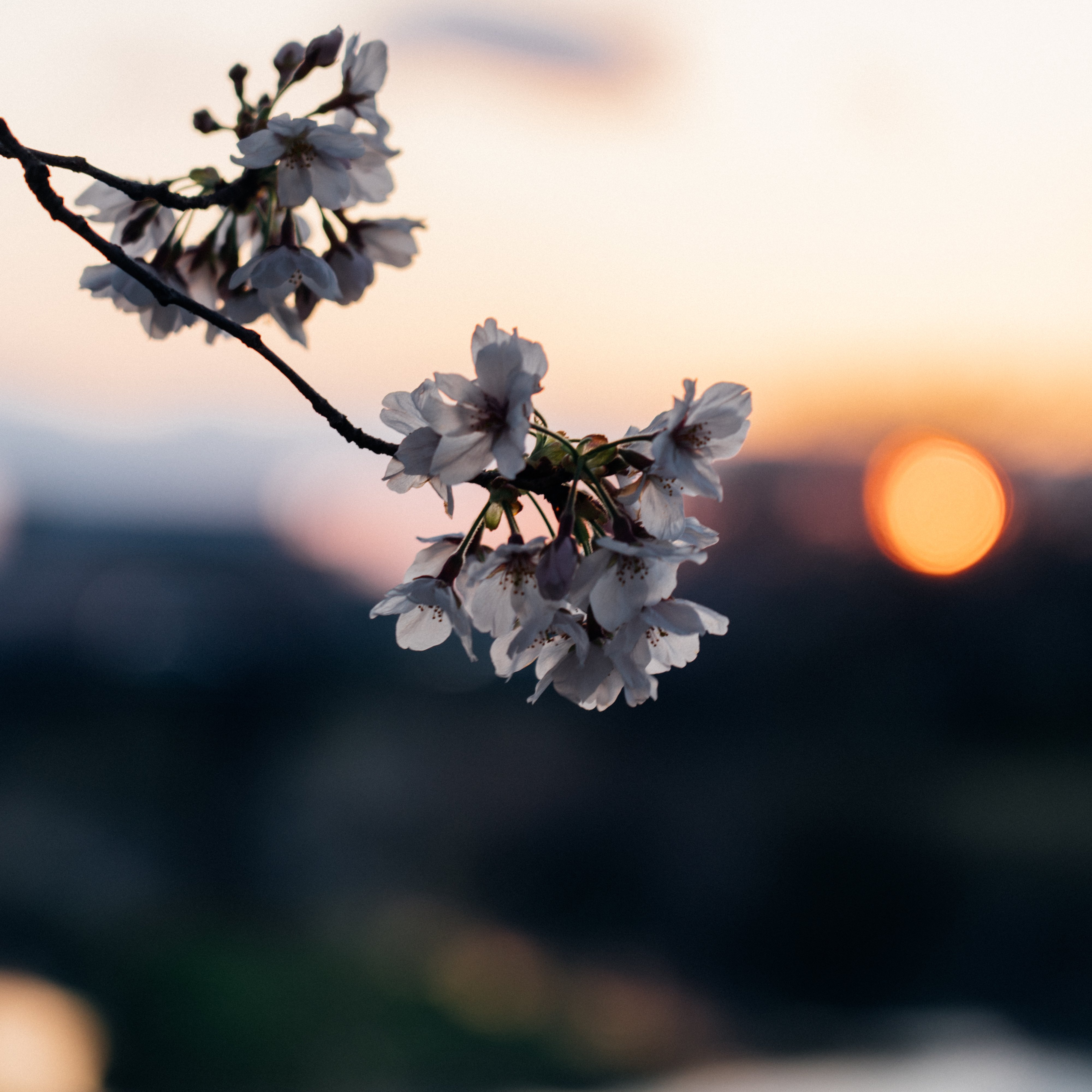 夕焼けに染まる桜｜一瞬を逃さない撮影の記録（愛知）｜Sakak