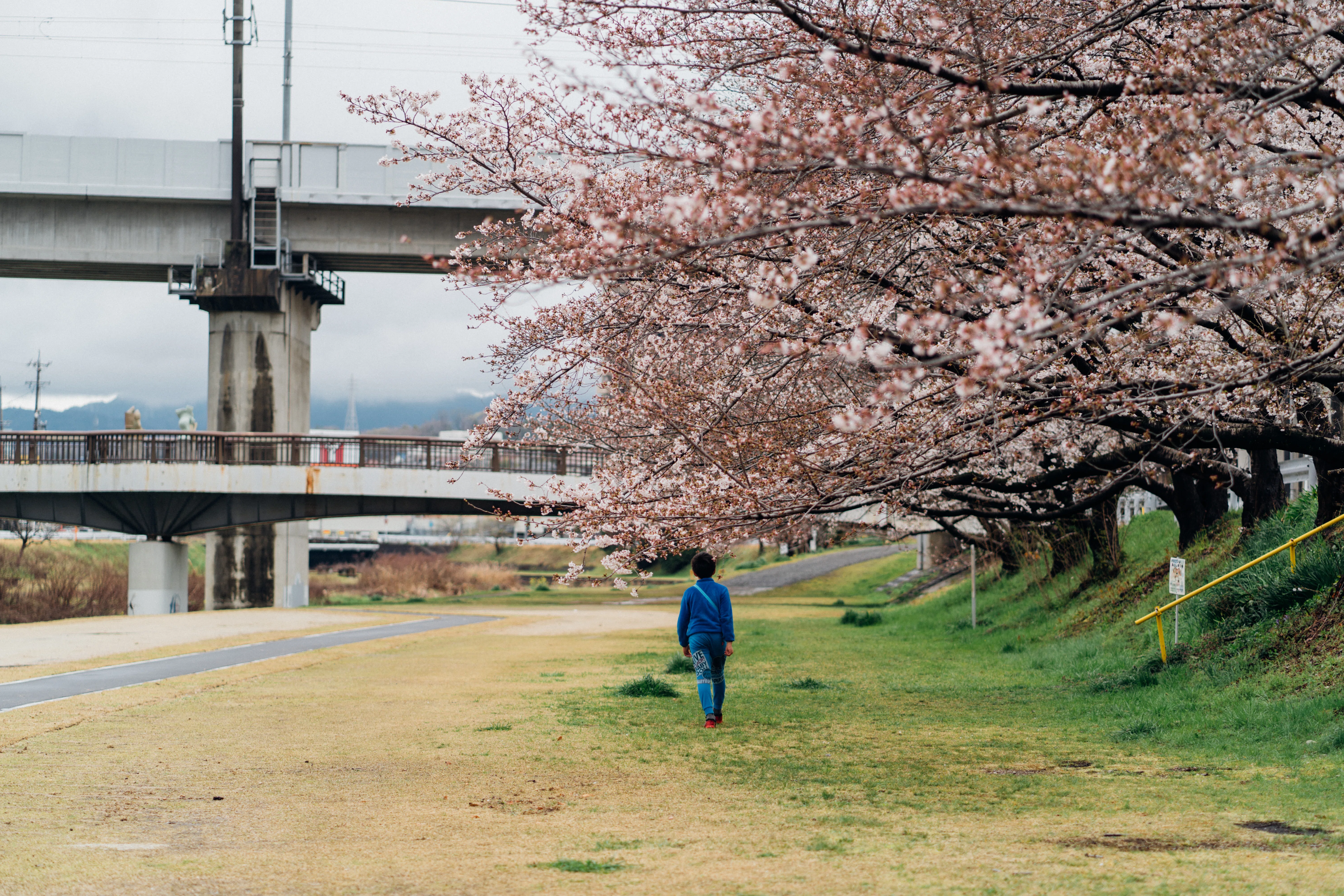 雨上がりの川沿い桜散歩｜85mmで撮る晴れ間（愛知）｜Sakak