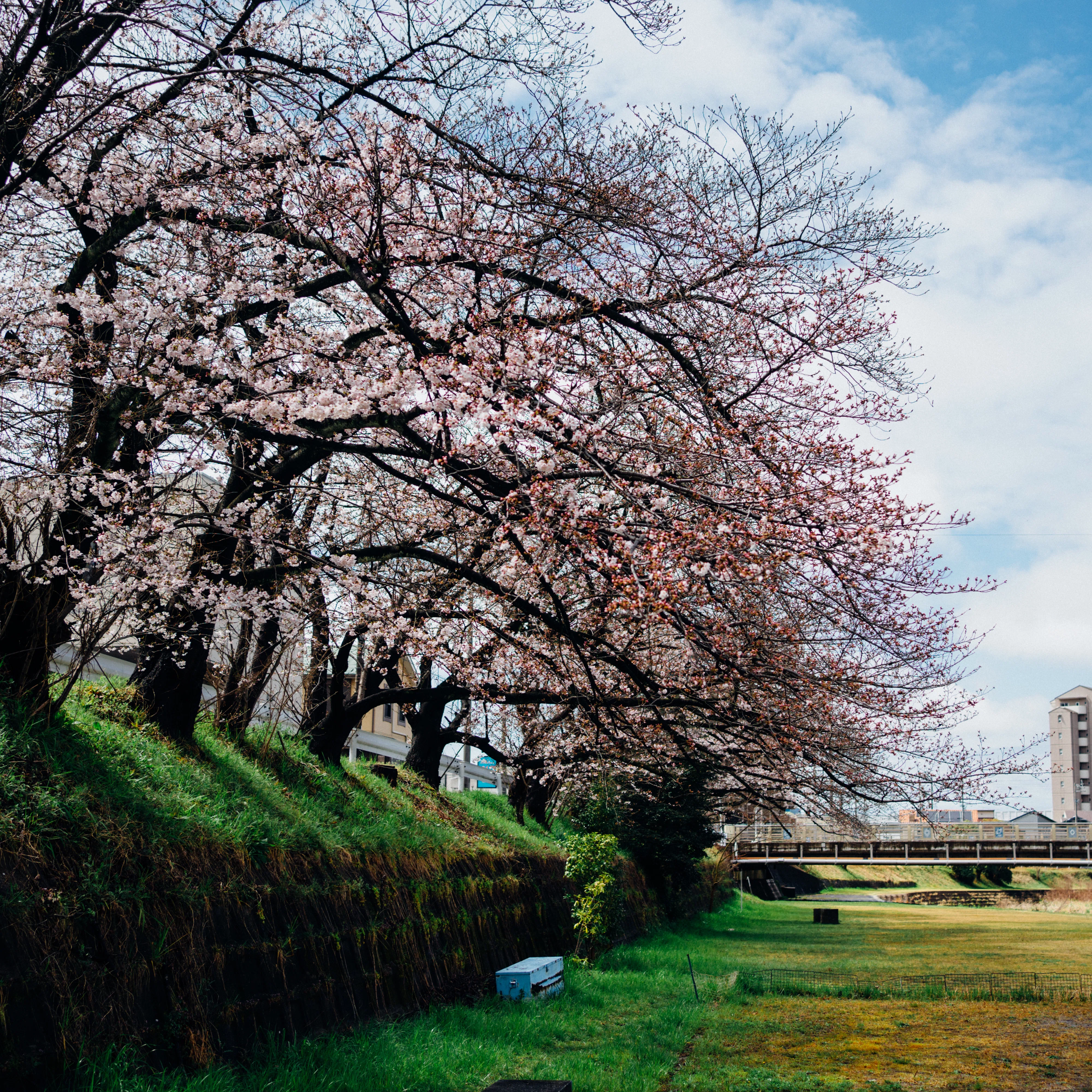 雨上がりの川沿い桜散歩｜85mmで撮る晴れ間（愛知）｜Sakak