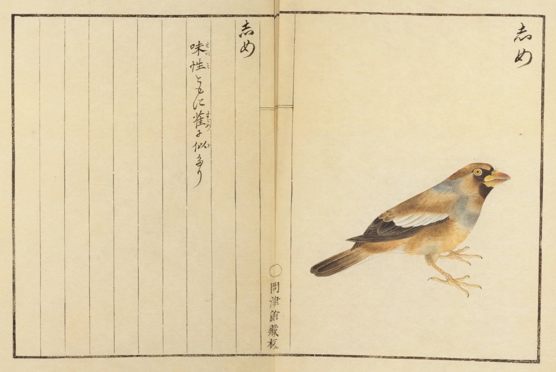 鳥図鑑】華鳥譜（18）しめ／ひよどり／きつゝき｜mominaina