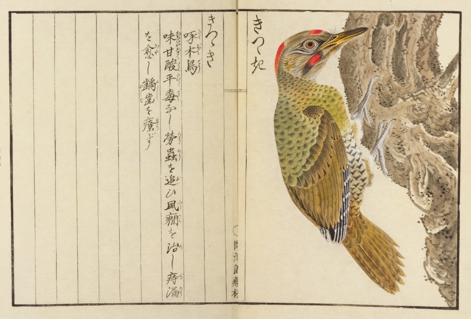 鳥図鑑】華鳥譜（18）しめ／ひよどり／きつゝき｜mominaina