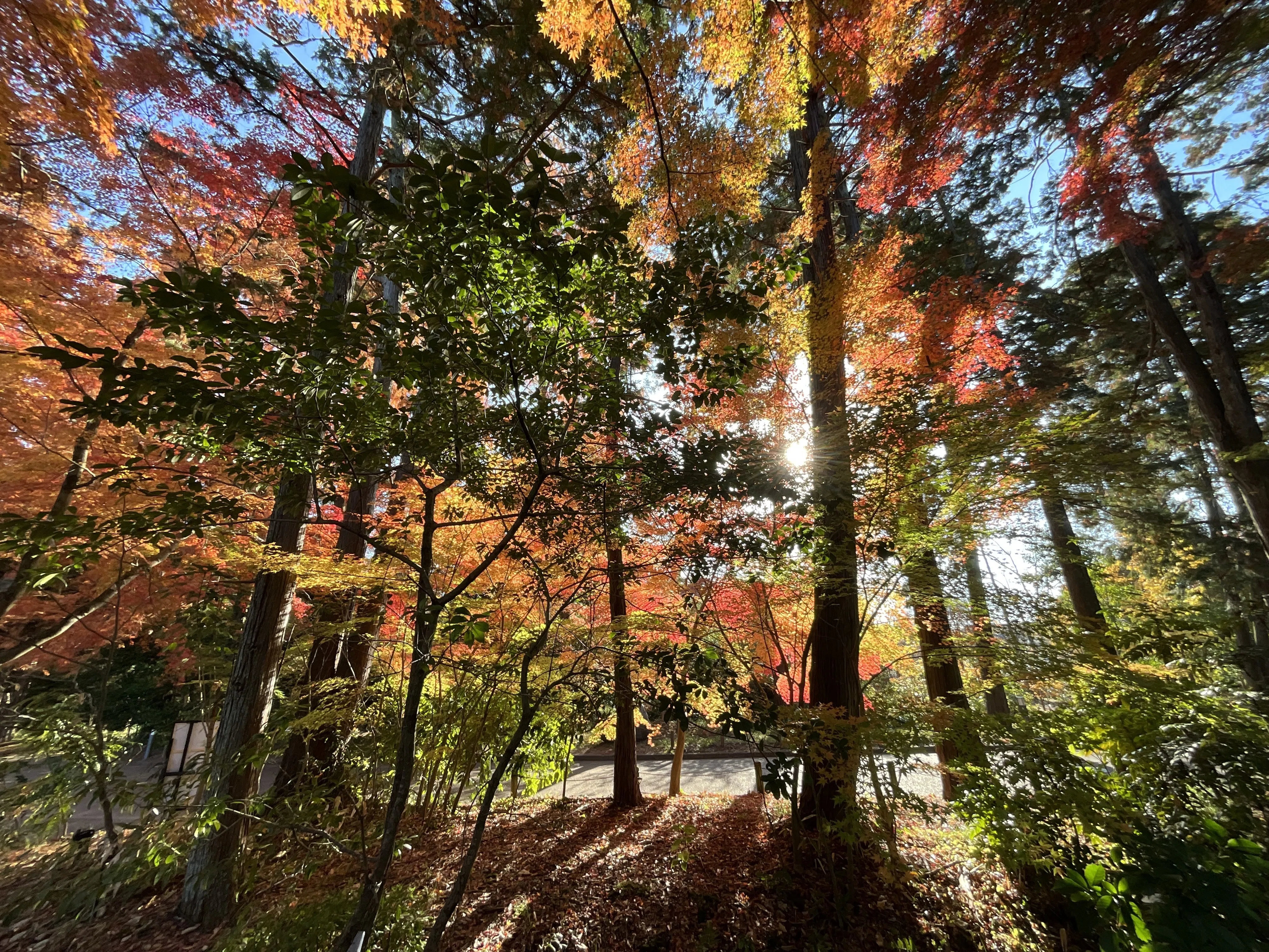 The Whereabouts of Light Shining into the Nakaragi Forest (Kyoto