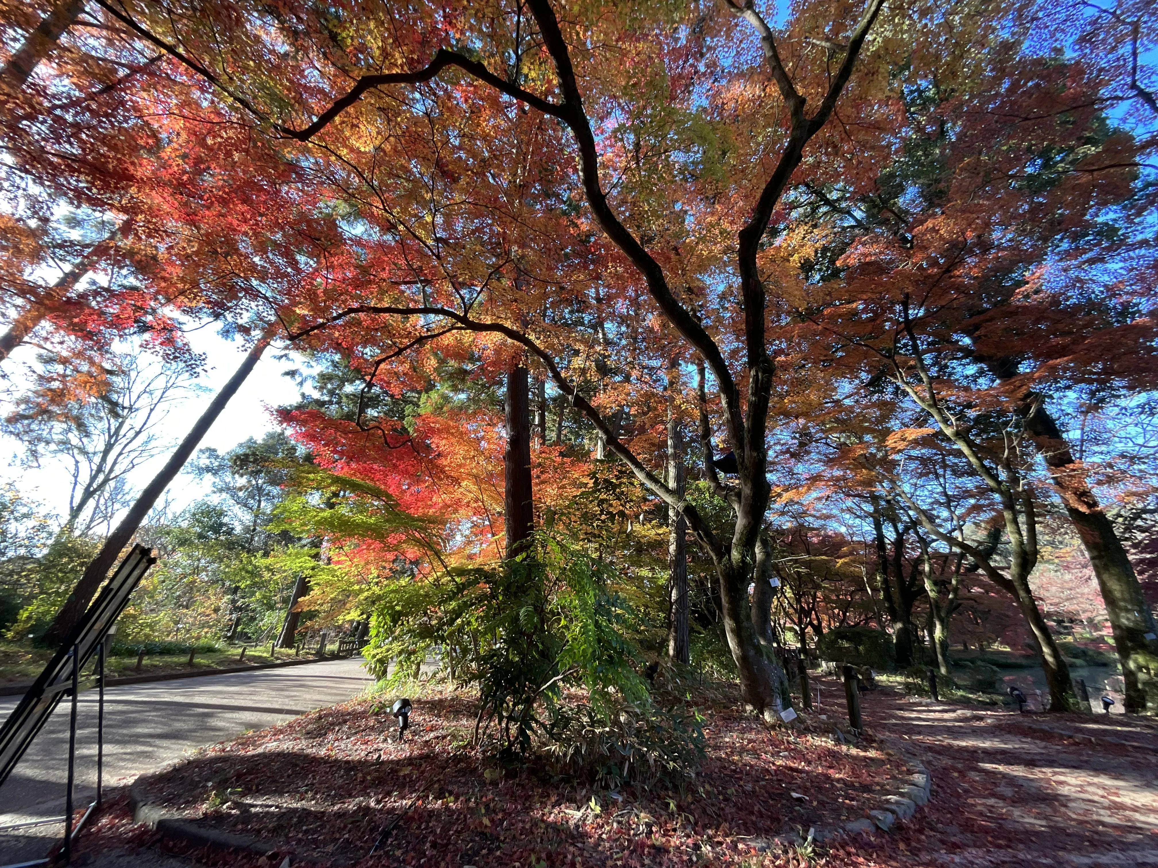 The Whereabouts of Light Shining into the Nakaragi Forest (Kyoto