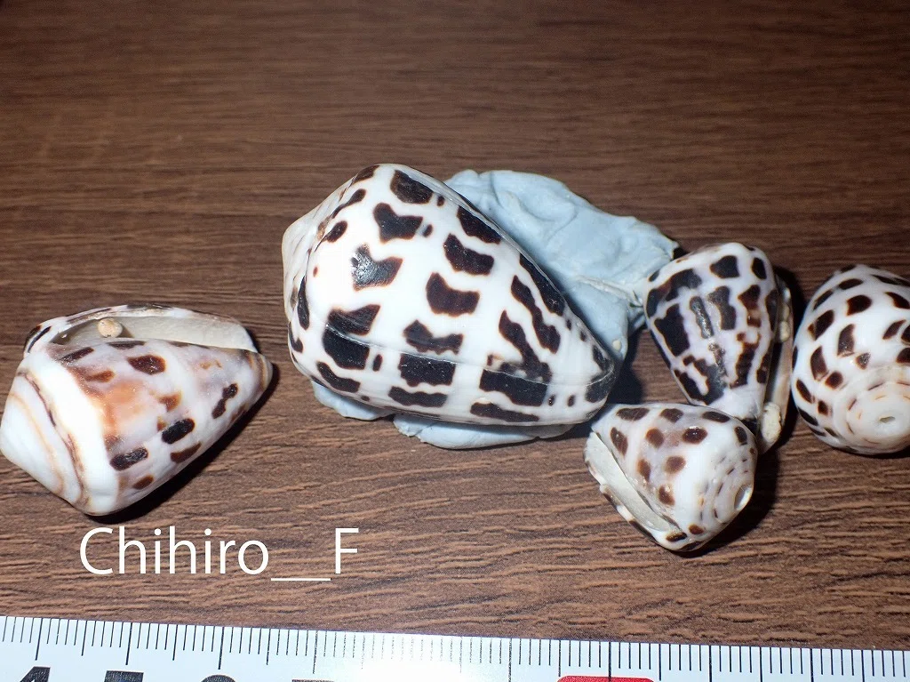拾いに行くならこんな貝殻⑰ニシキミナシガイ、タガヤサンミナシ