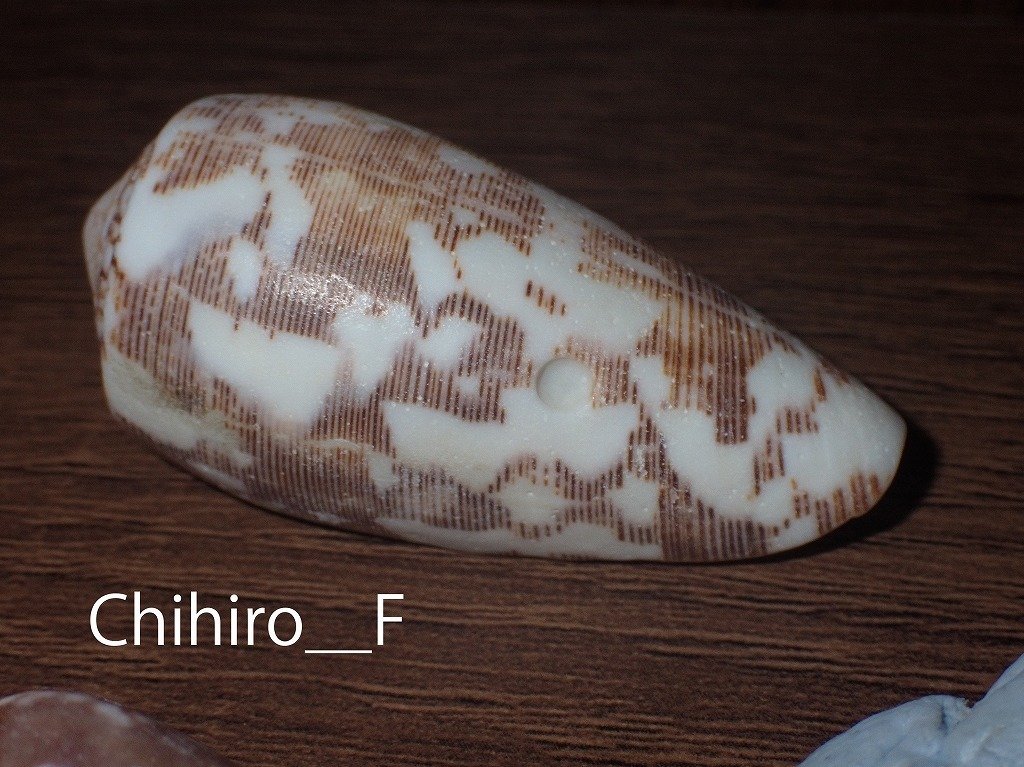 拾いに行くならこんな貝殻⑰ニシキミナシガイ、タガヤサンミナシ