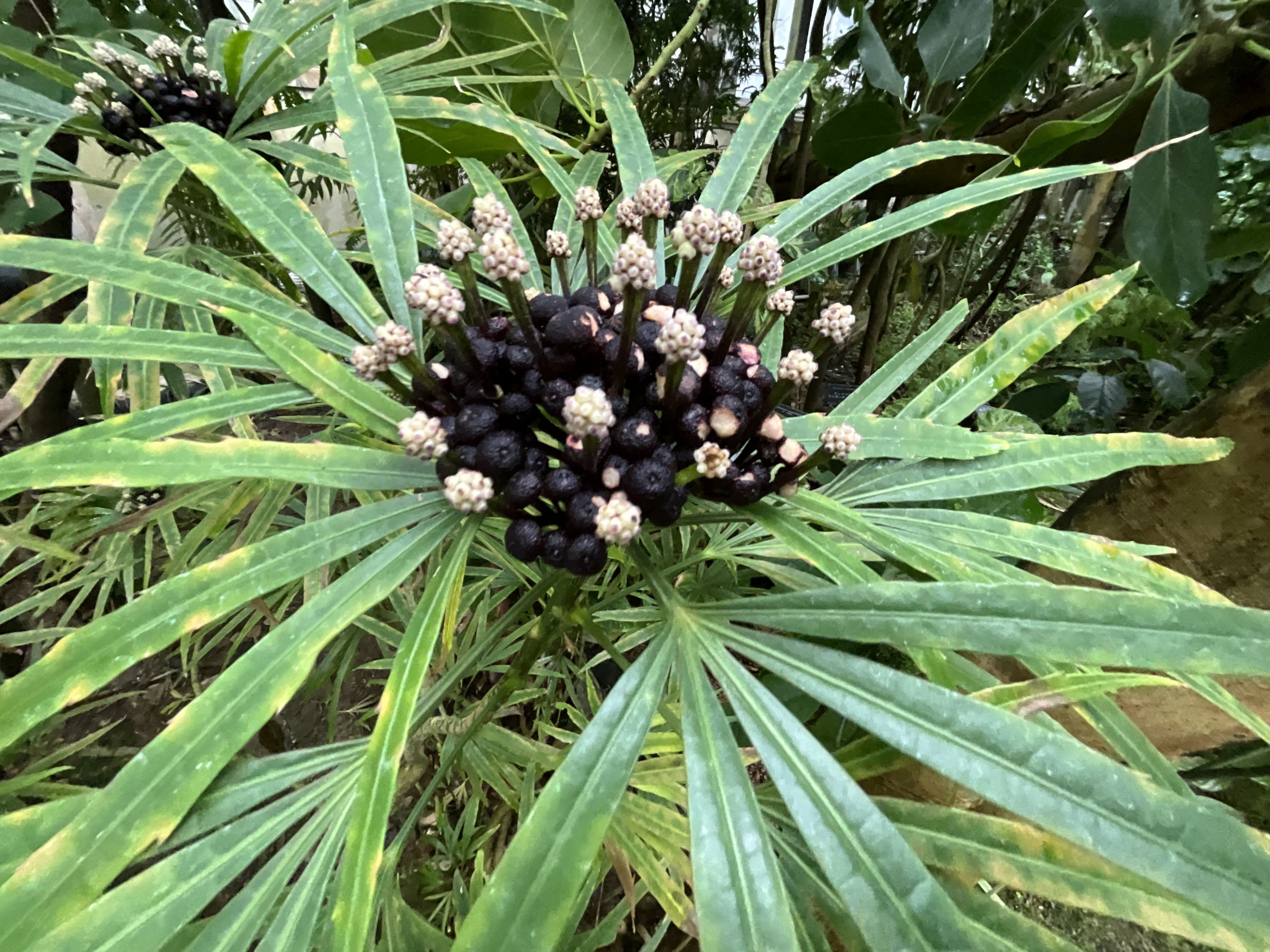 オスモキシロン（京都府立植物園）：2026年2月1日（日）｜藤井秀昭