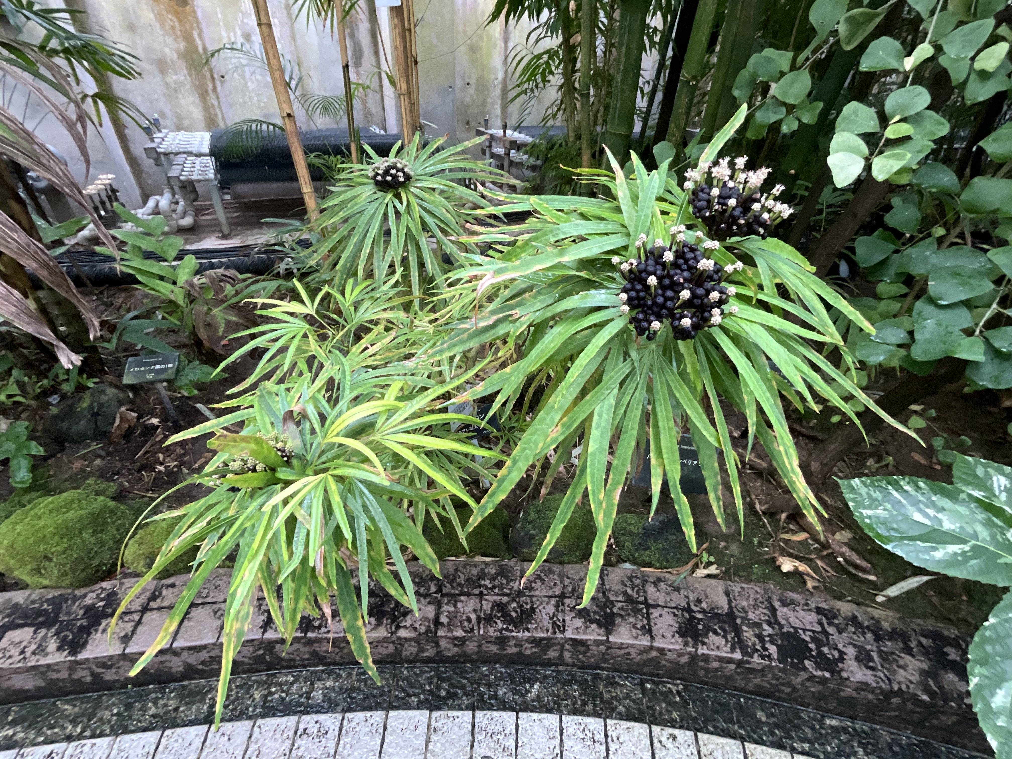 オスモキシロン（京都府立植物園）：2026年2月1日（日）｜藤井秀昭