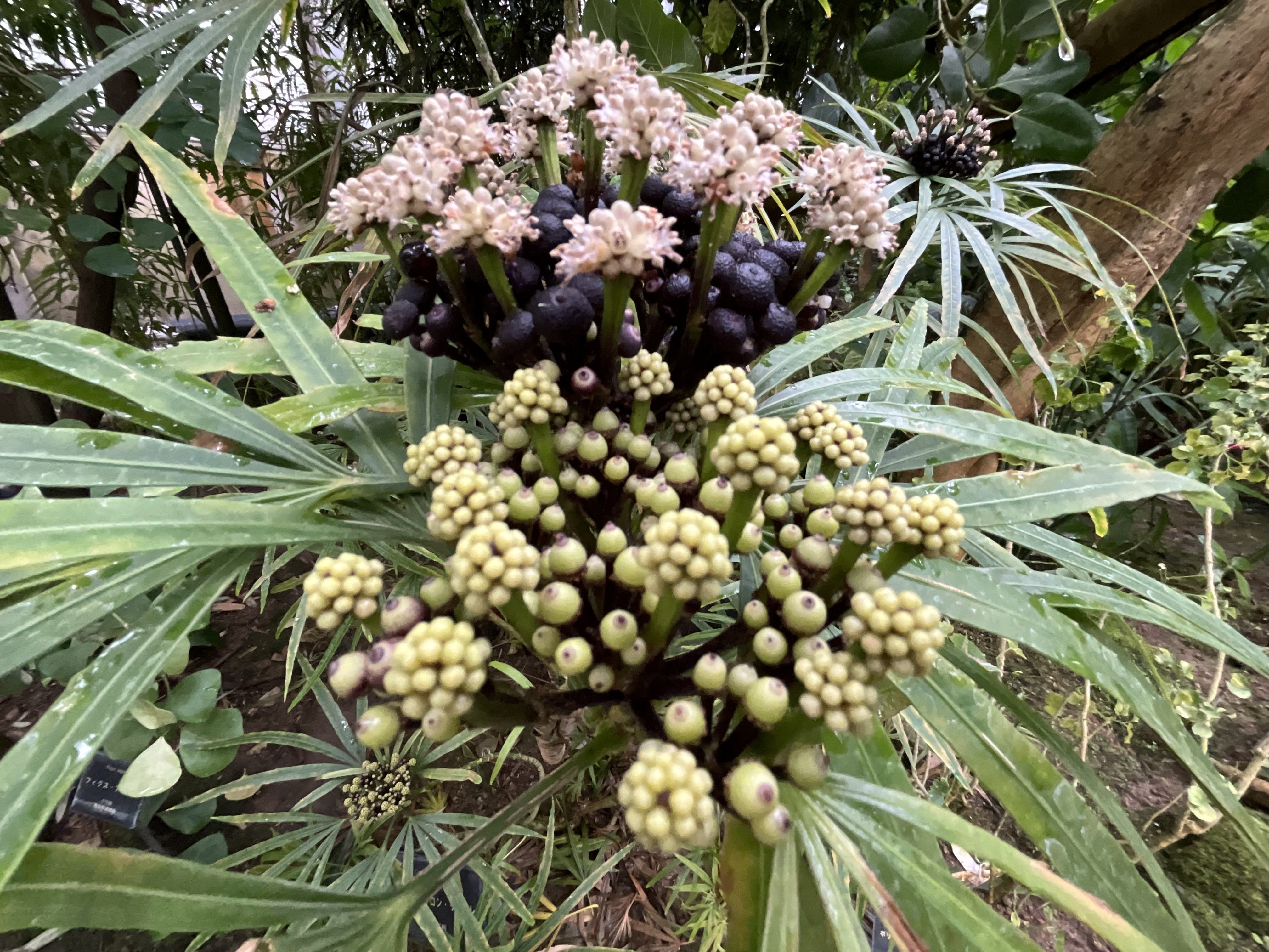 オスモキシロン（京都府立植物園）：2026年2月1日（日）｜藤井秀昭