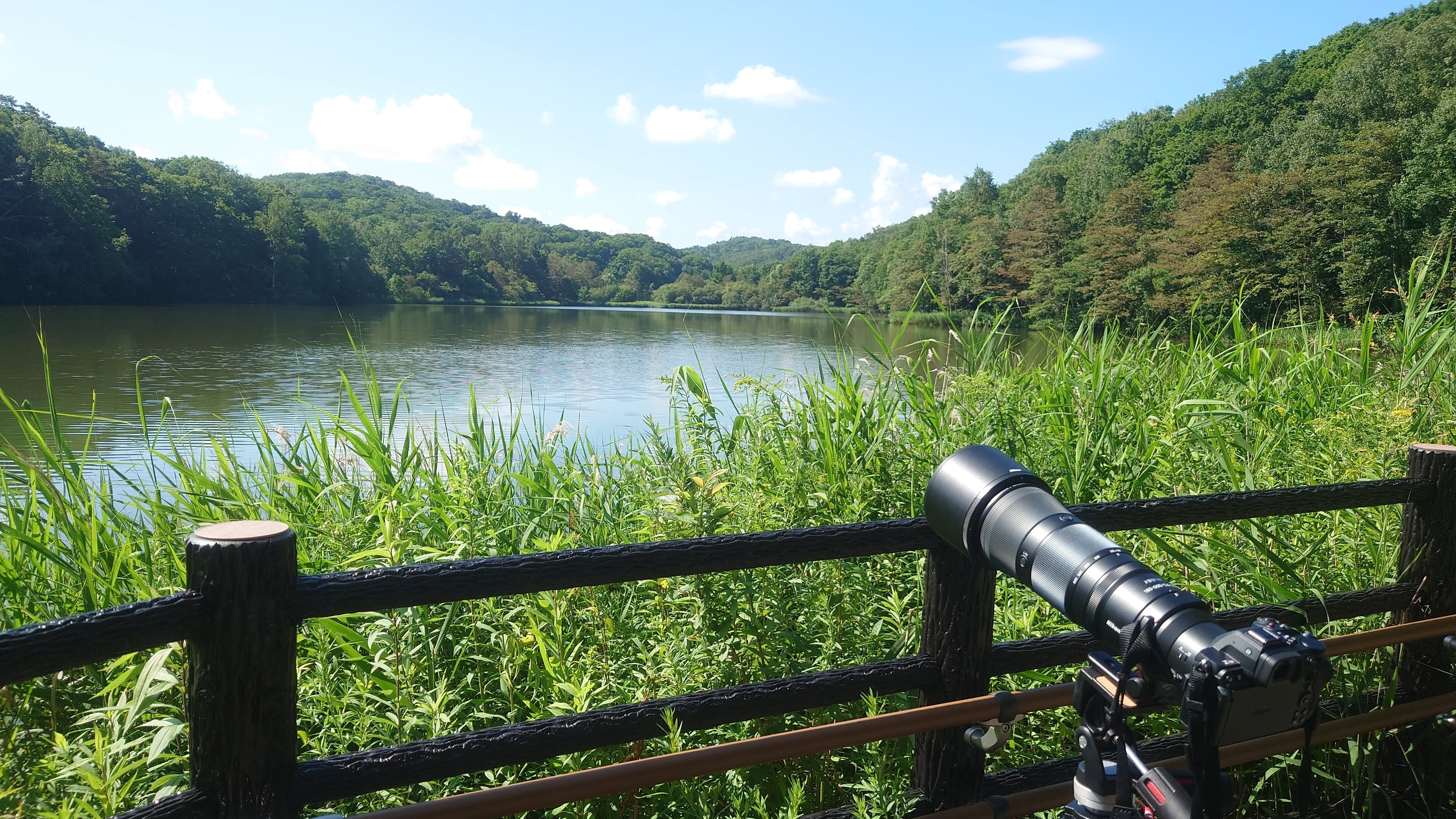 2025年を豊かにしてくれたZ5II｜紫のまりも