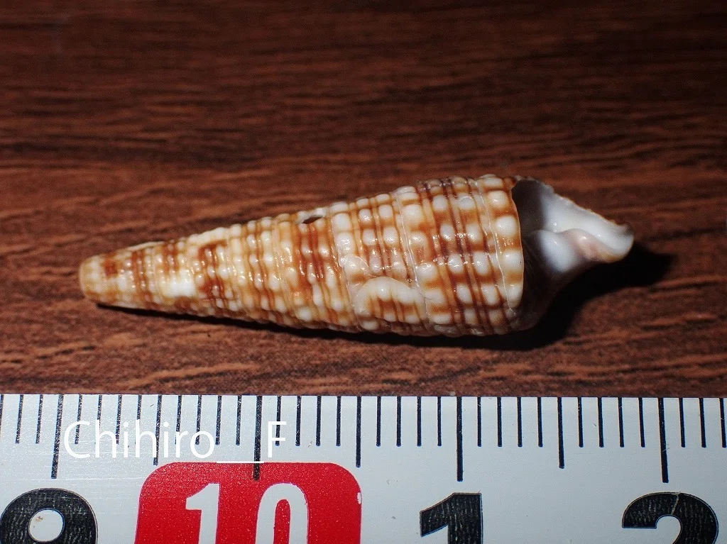 拾いに行くならこんな貝殻⑳ヨフバイ、カワニナ、カニモリガイ